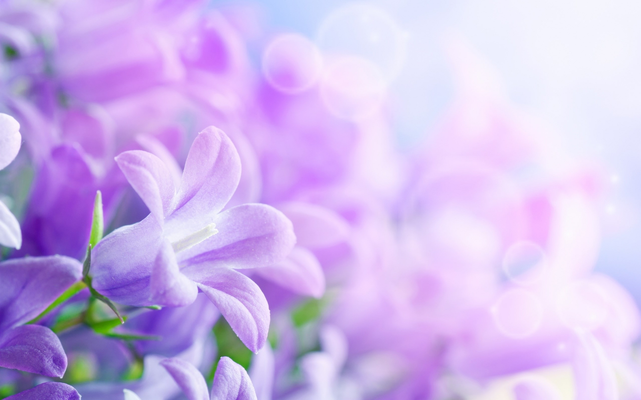 Purple bellflowers with bokeh background HD Wallpaper