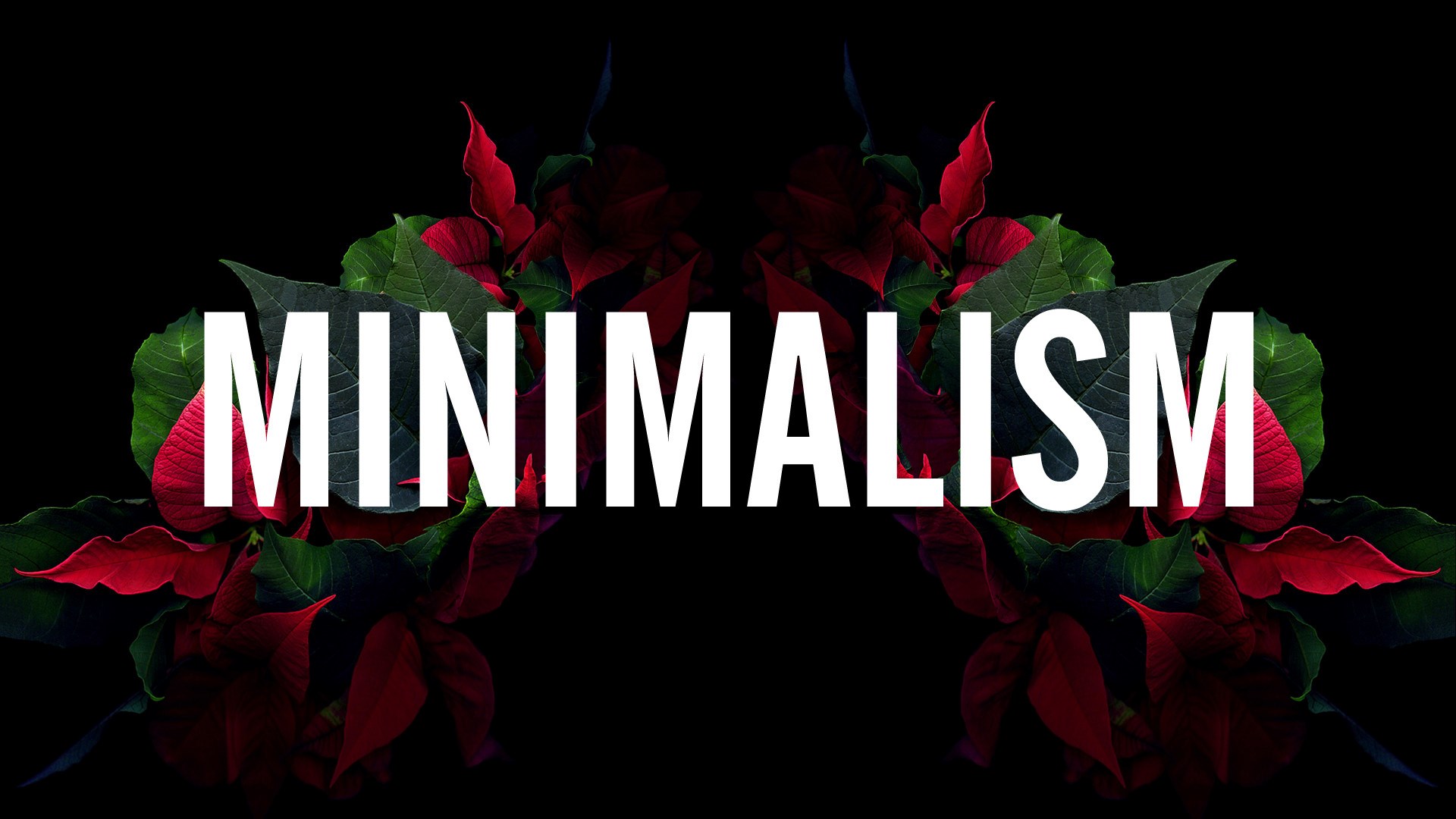 Minimalism text with poinsettias HD Wallpaper