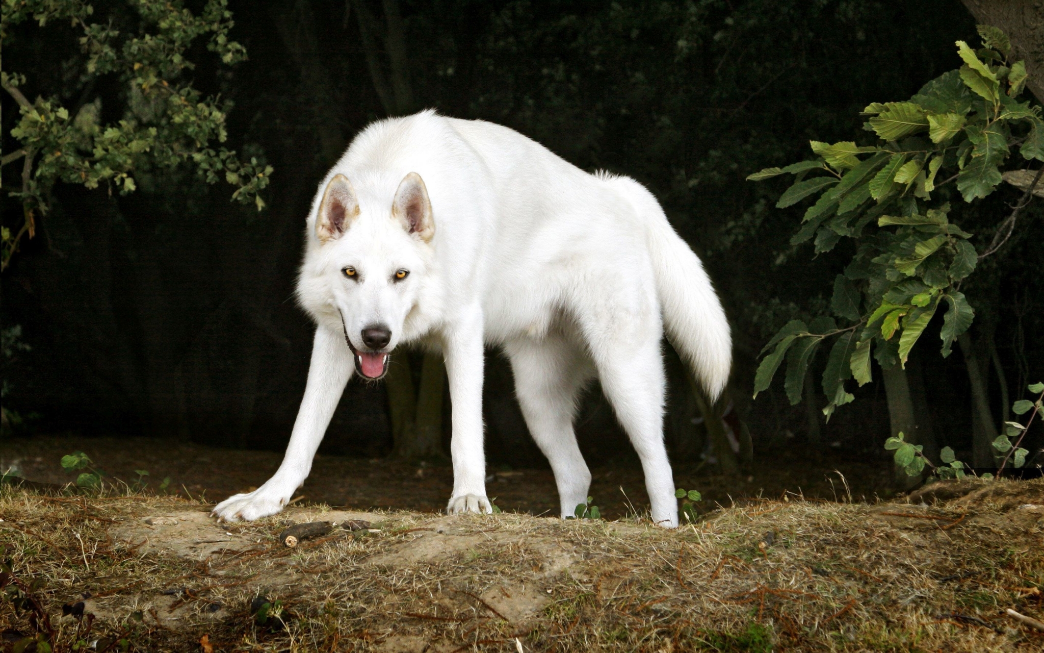 White wolf in a forest HD Wallpaper