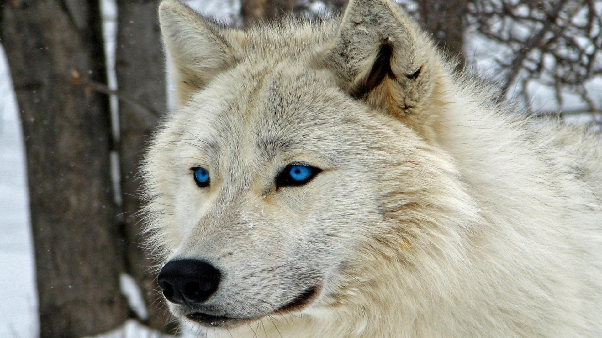 Close-up of an Arctic wolf with blue eyes HD Wallpaper