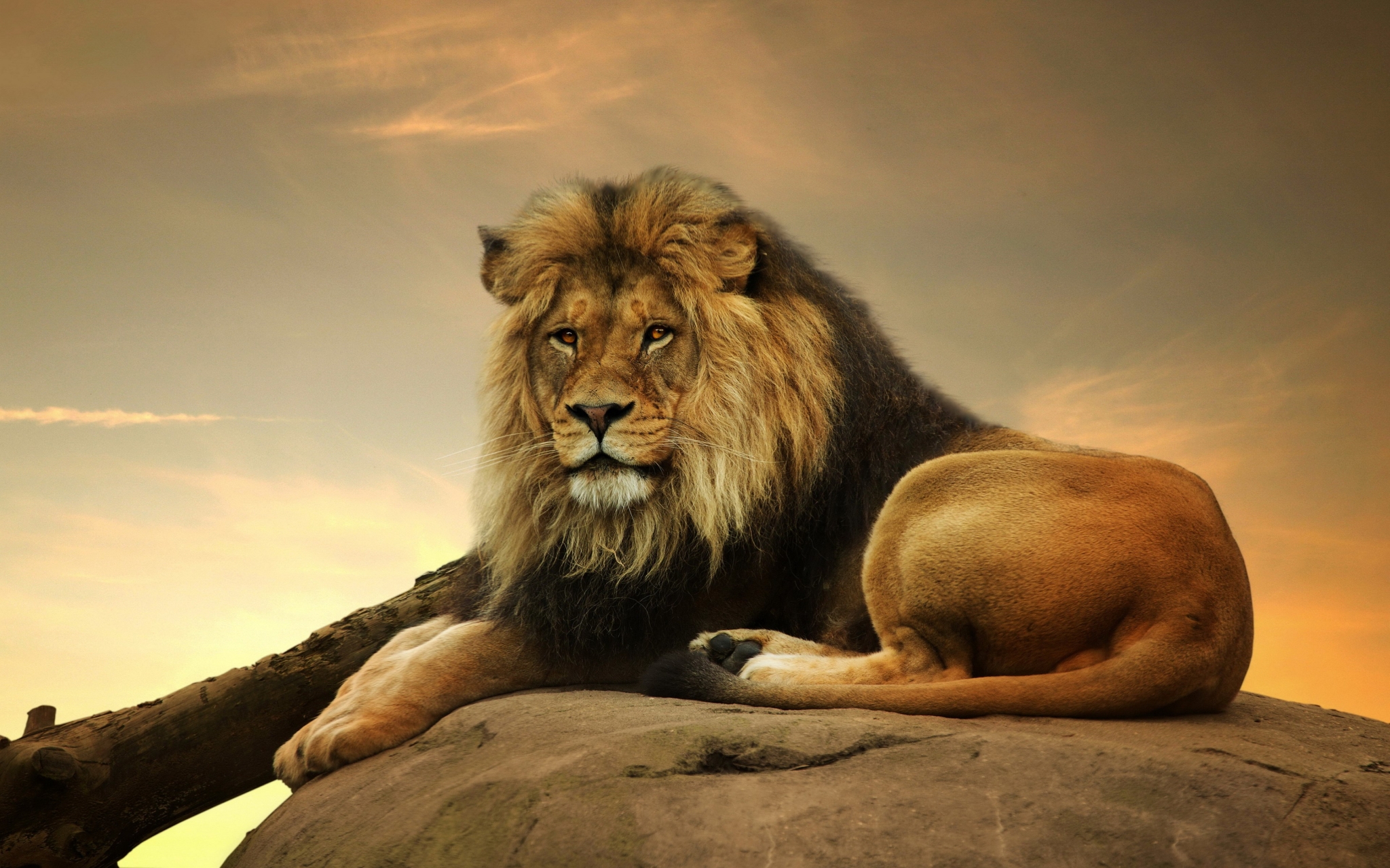 Lion resting on a rock at sunset HD Wallpaper