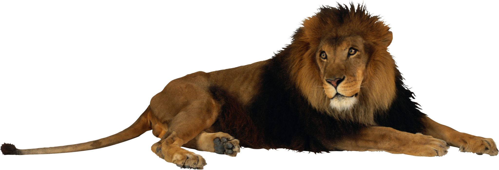 Lion lying down HD Wallpaper