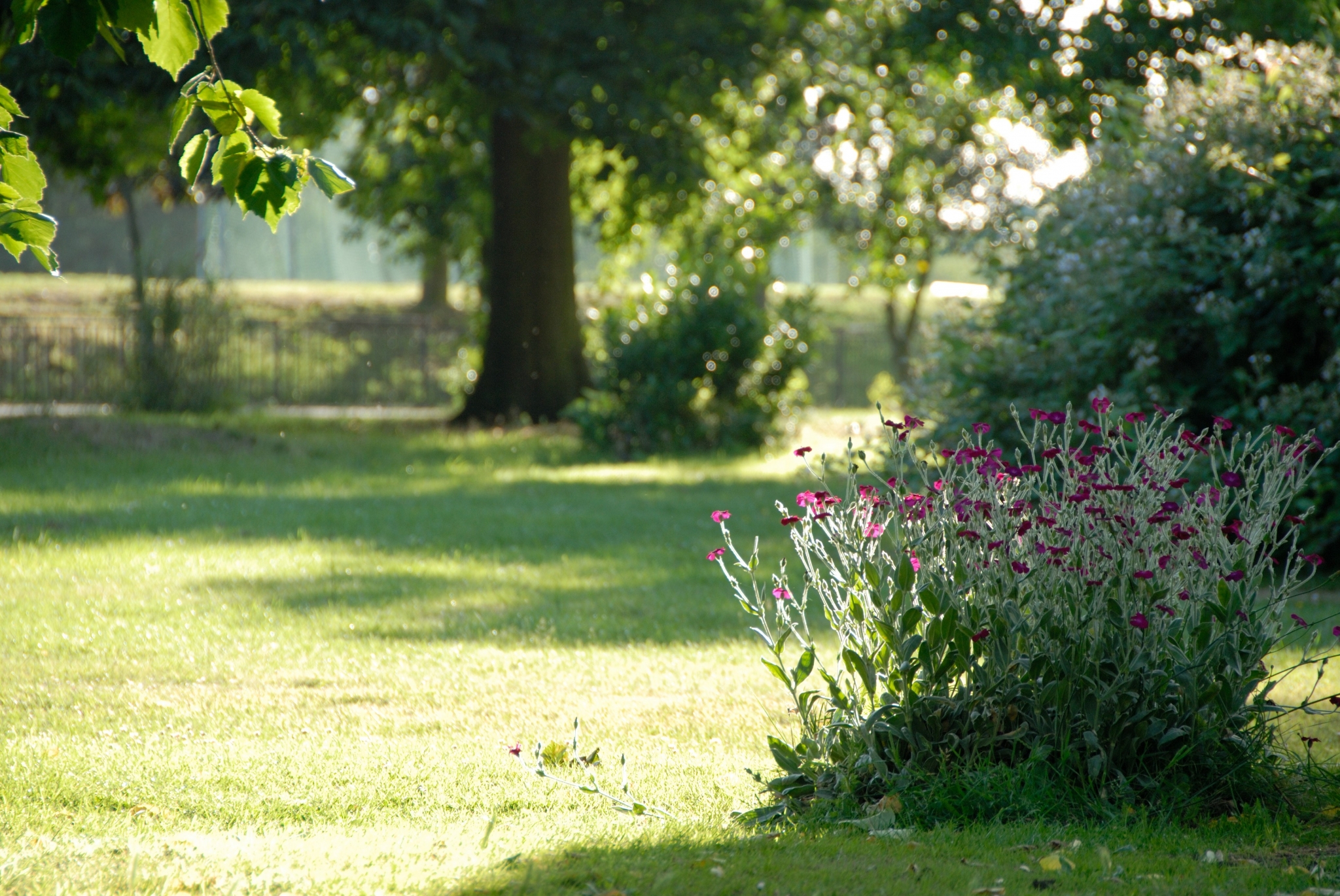 Summer garden with flowers and trees HD Wallpaper