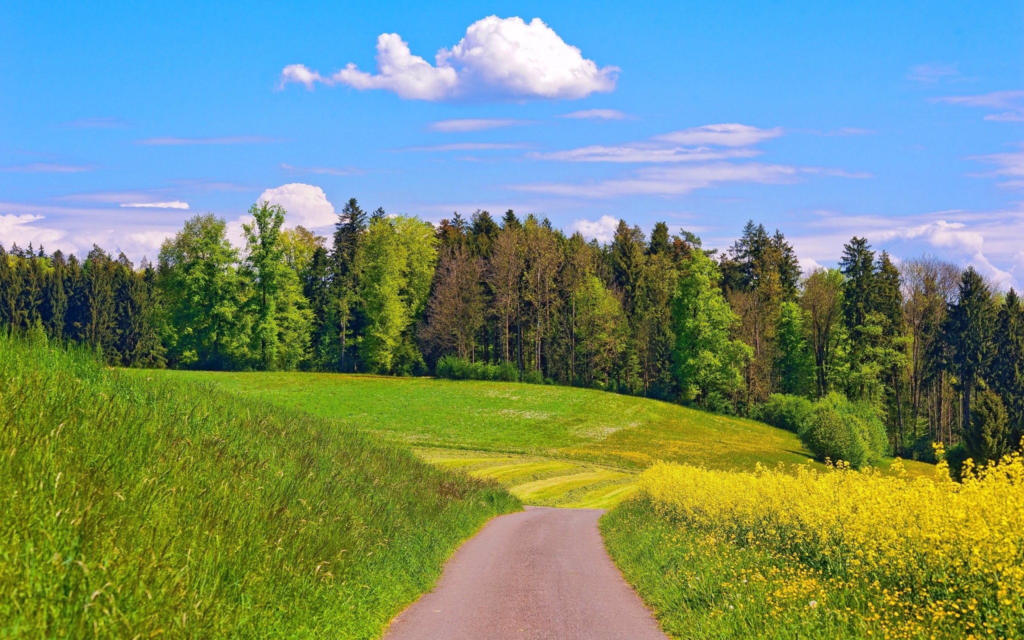 A winding road through a green landscape with a forest and yellow flowers HD Wallpaper