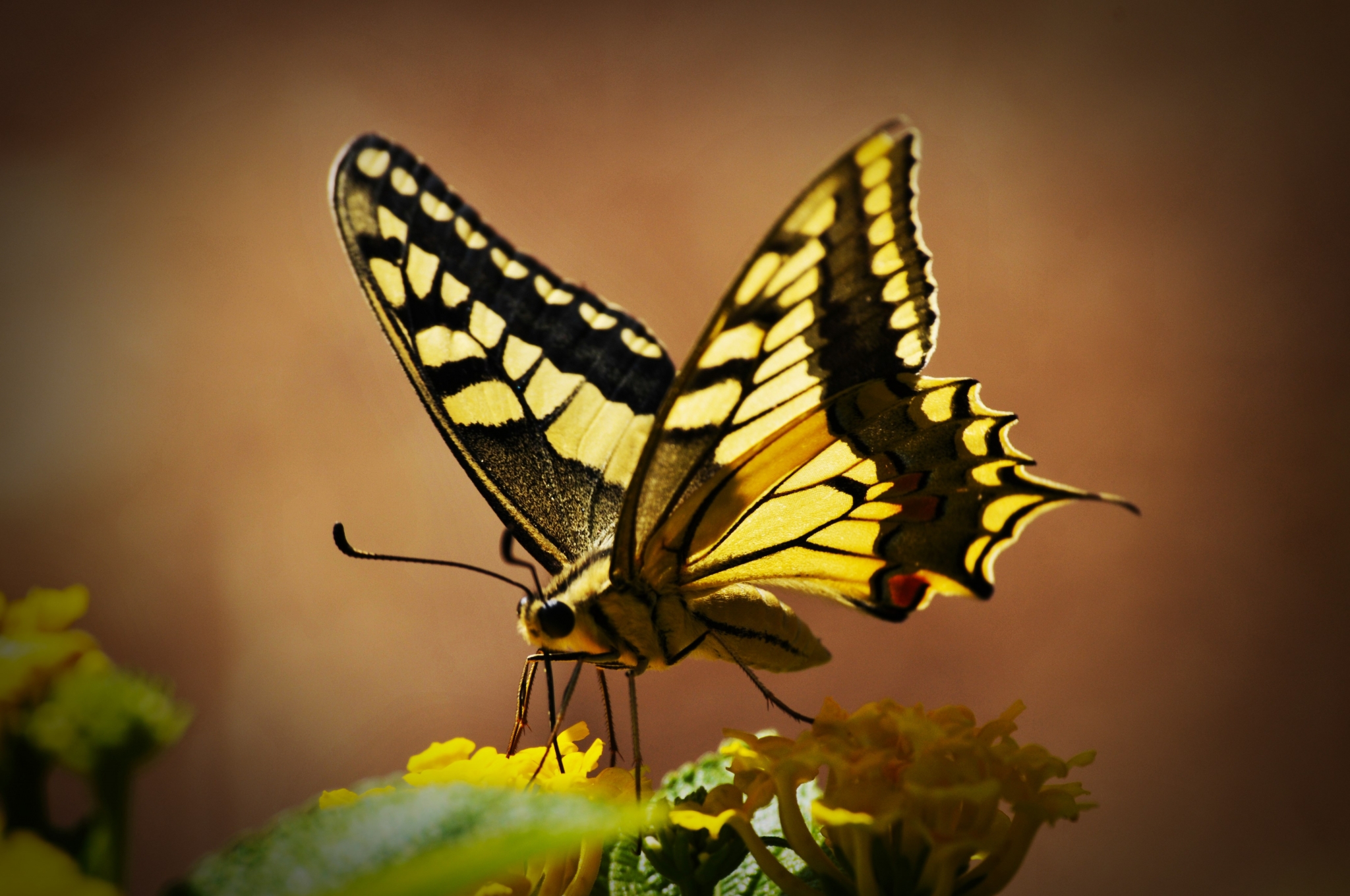 Yellow and black butterfly on a yellow flower HD Wallpaper