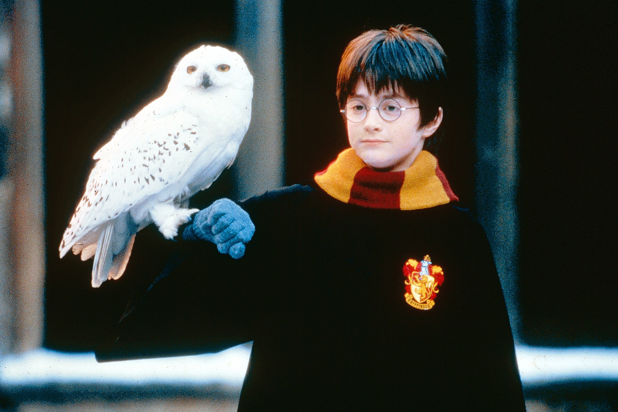 Harry Potter with Snowy Owl HD Wallpaper