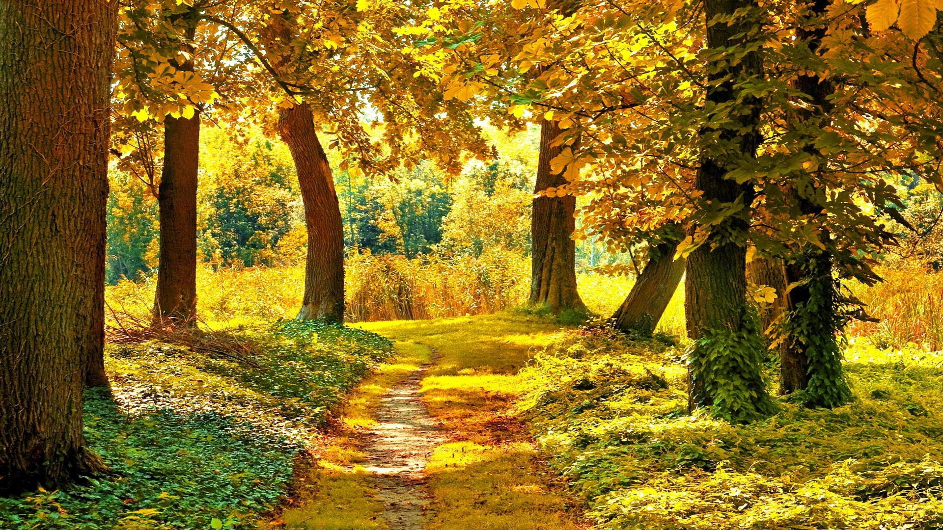 Autumn forest path with golden trees HD Wallpaper