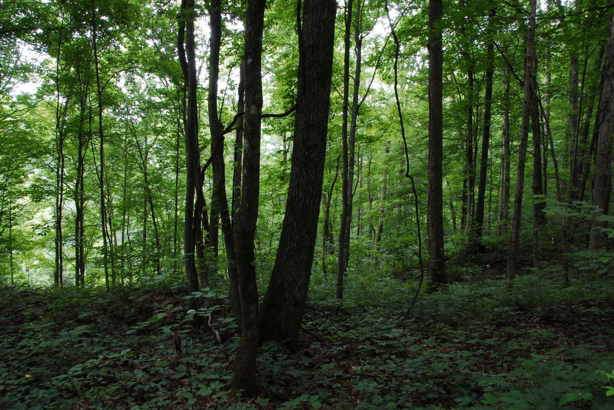 Dense forest with tall trees and green foliage HD Wallpaper