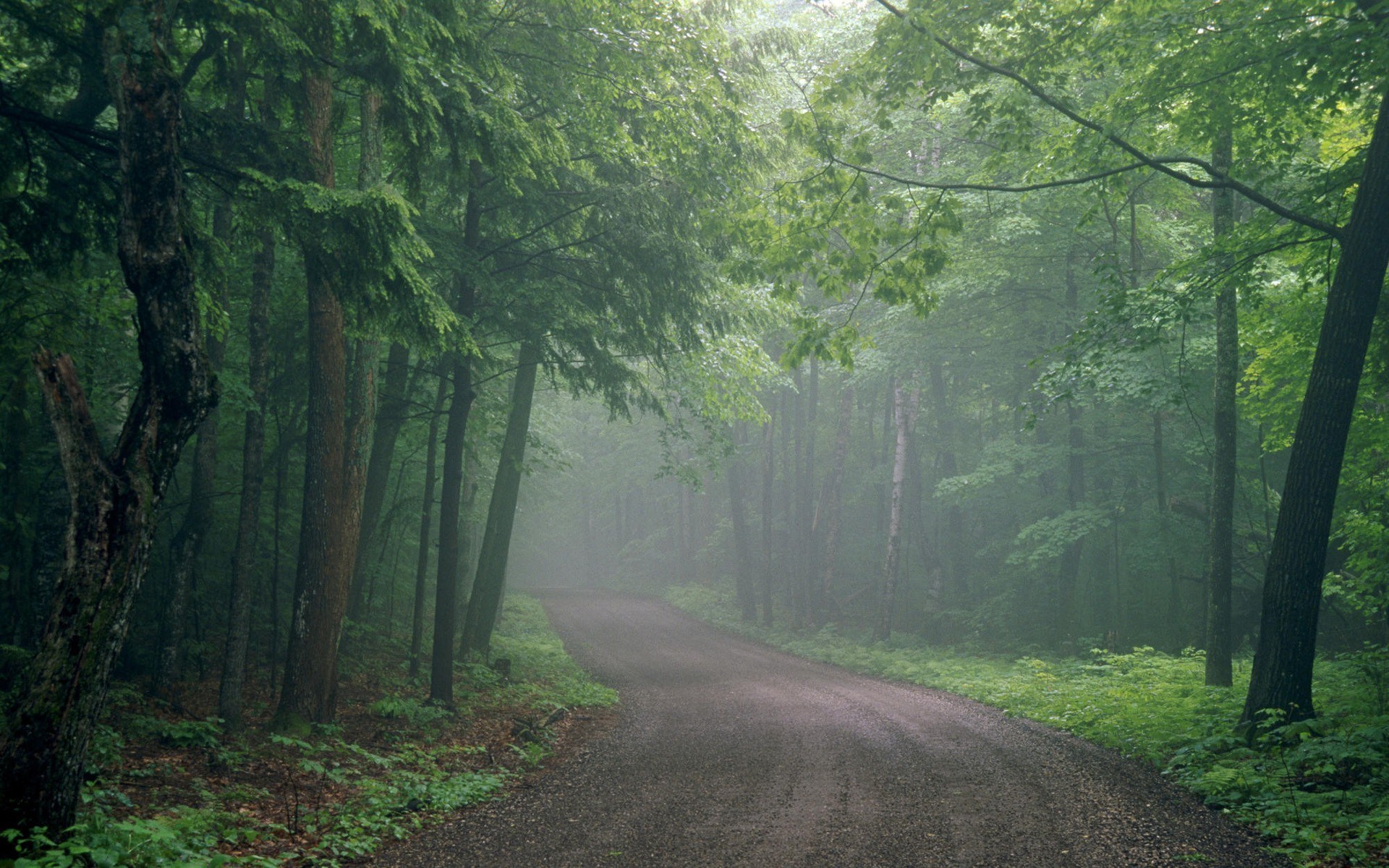 Forest road with trees and fog HD Wallpaper