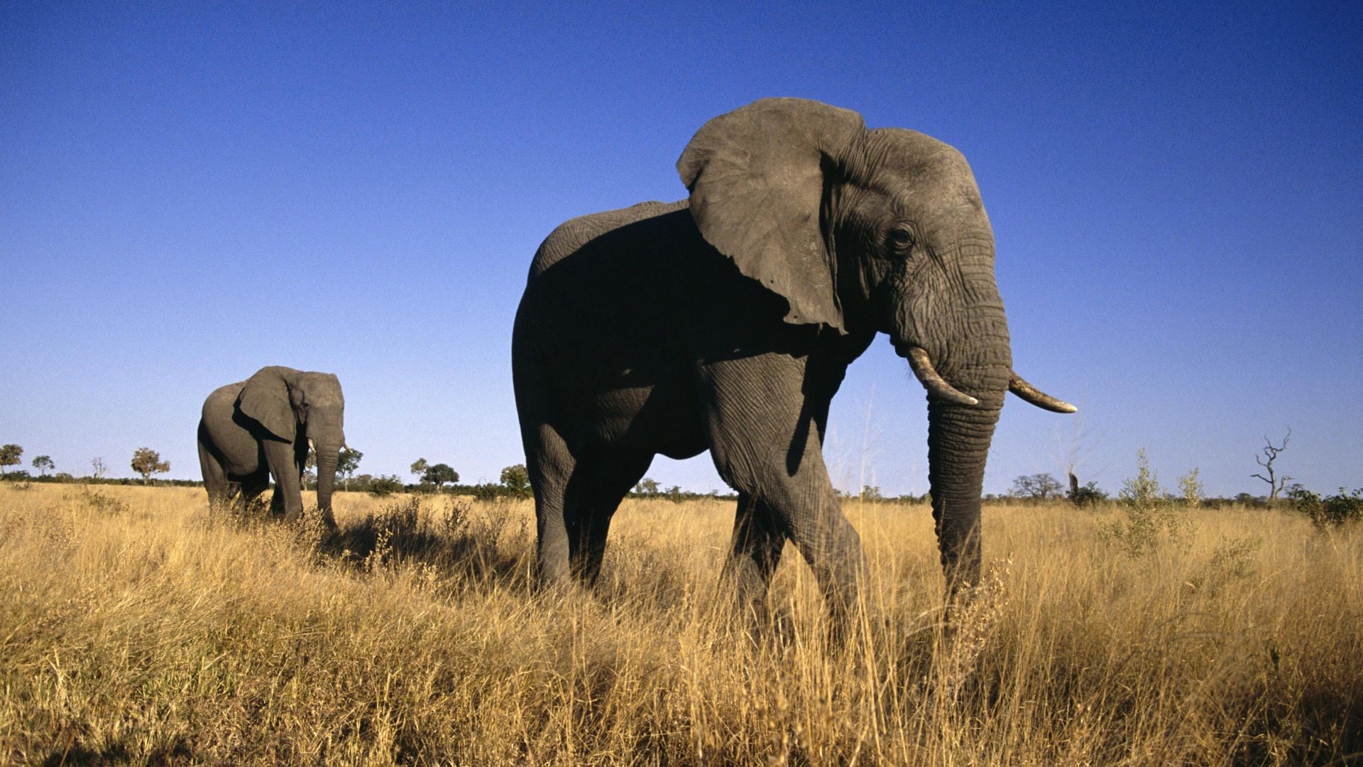 Two elephants in a dry grassy field HD Wallpaper