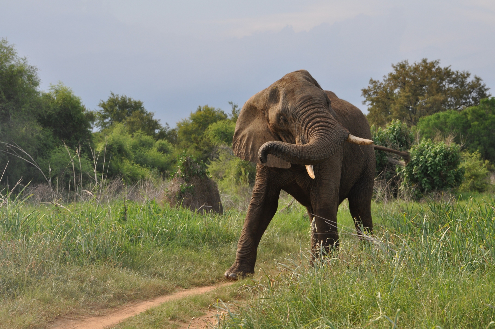 Elephant walking on a dirt path in a grassy field HD Wallpaper