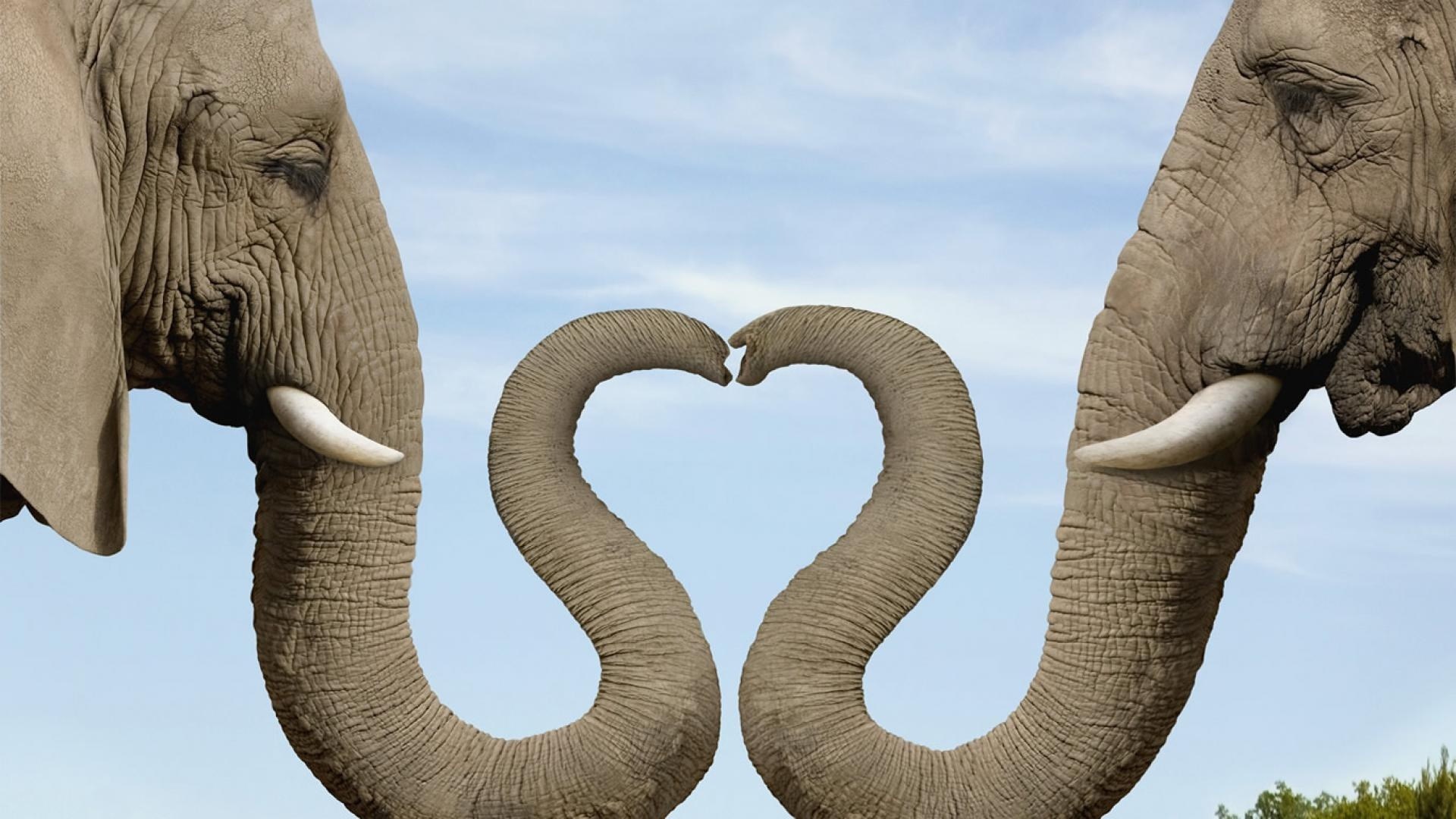 Two elephants forming a heart with their trunks HD Wallpaper