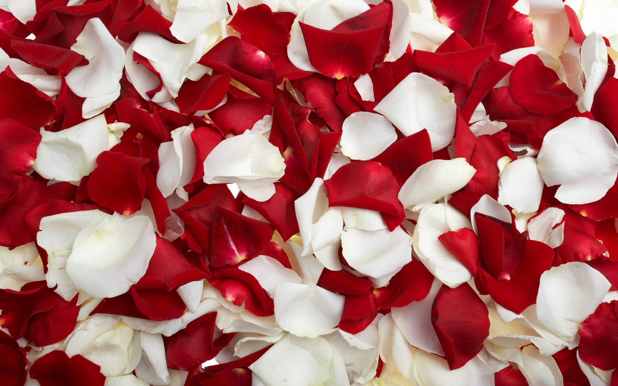 Red and white rose petals HD Wallpaper