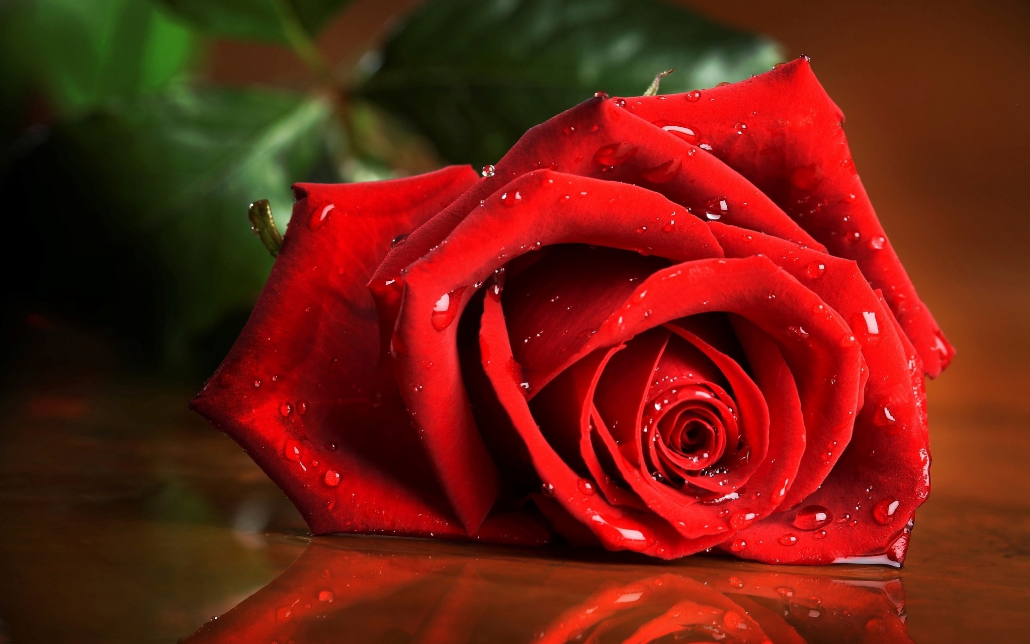 Red rose with water droplets HD Wallpaper