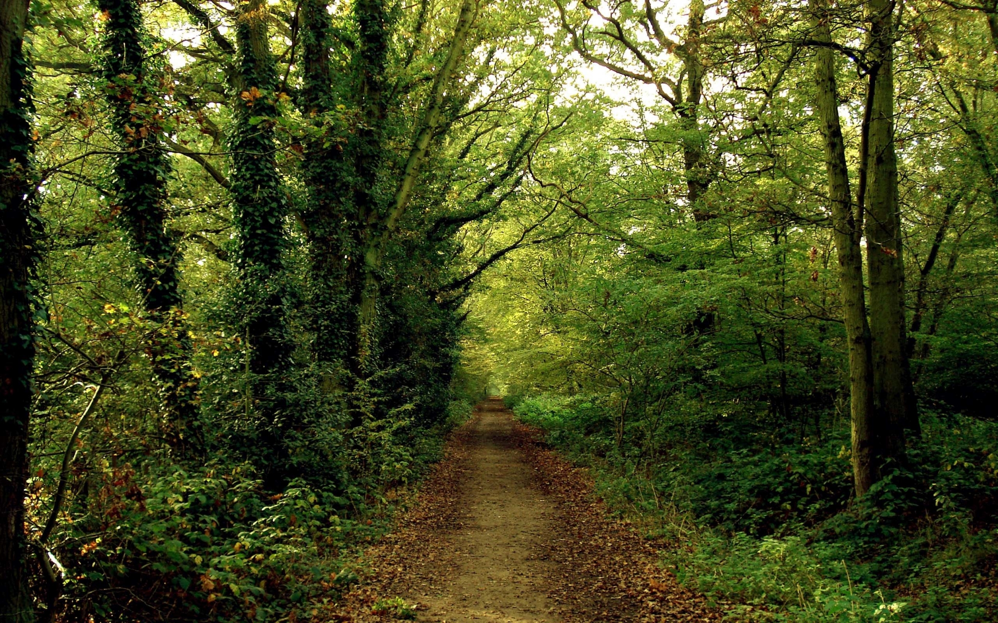 A dirt path winds through a dense forest with ivy-covered trees. HD Wallpaper