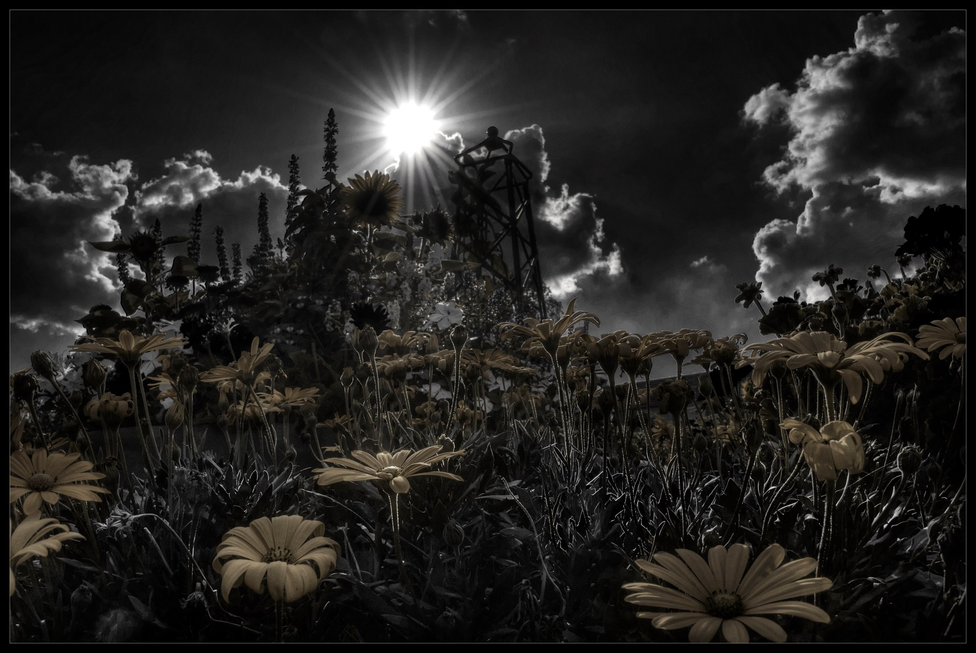 Flowers and Sunburst with Clouds HD Wallpaper