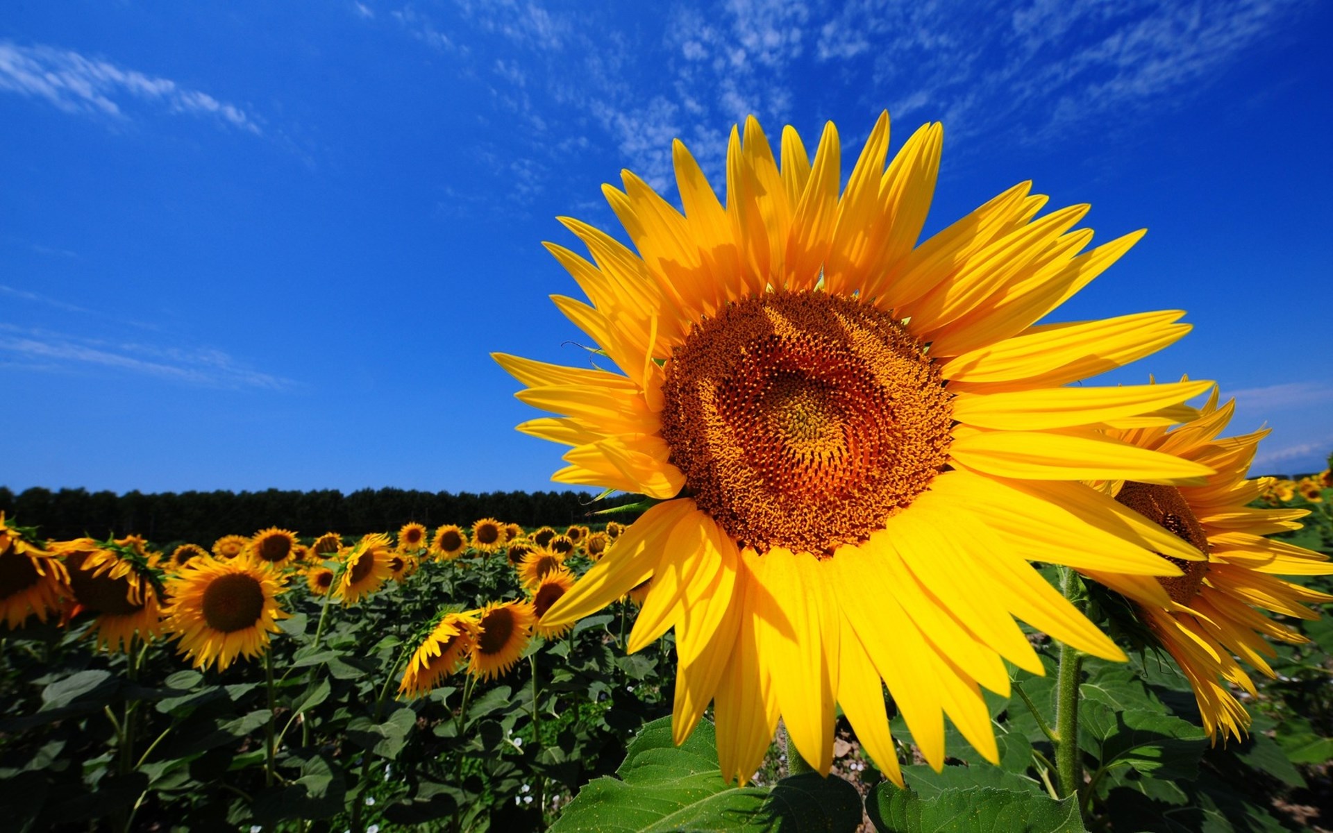 Field of Sunflowers Under a Blue Sky HD Wallpaper