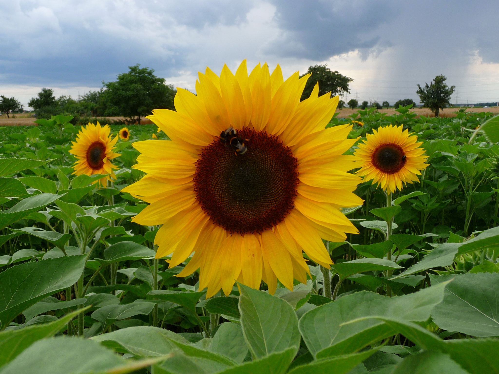 Field of sunflowers with bees HD Wallpaper