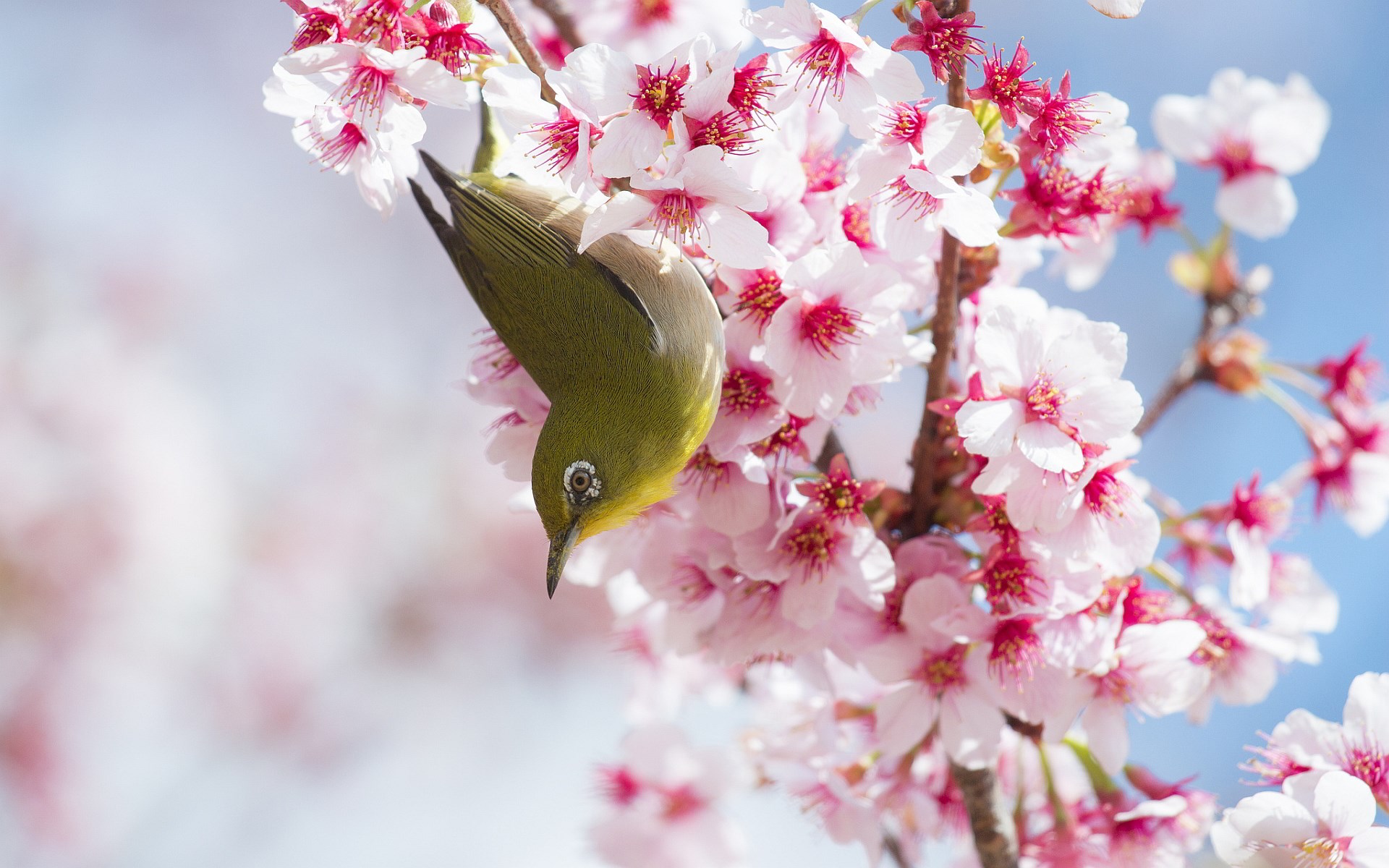 A Japanese White-eye Bird on Cherry Blossoms HD Wallpaper
