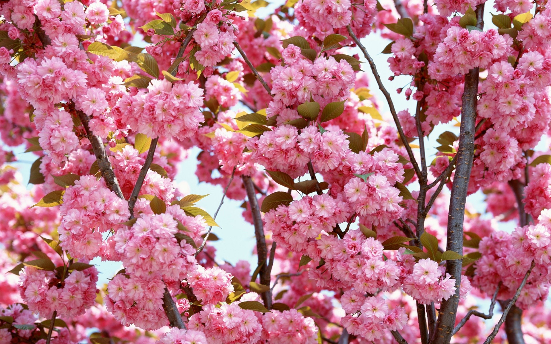 Pink cherry blossoms on branches HD Wallpaper