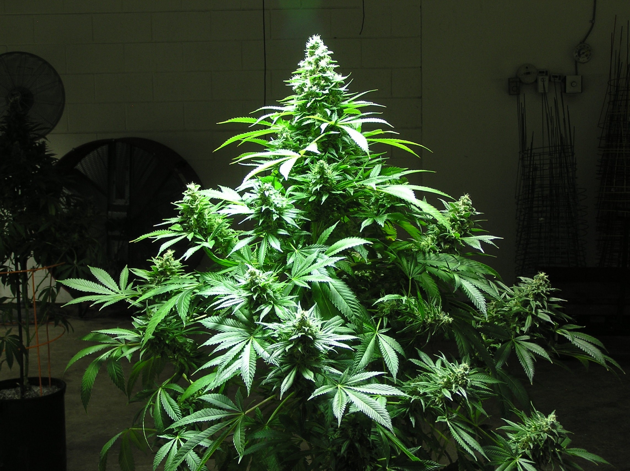 Marijuana plant with large buds indoors HD Wallpaper