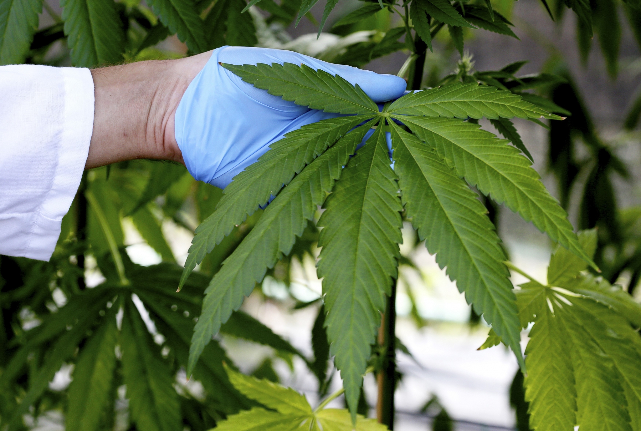 Marijuana leaf examination by scientist HD Wallpaper