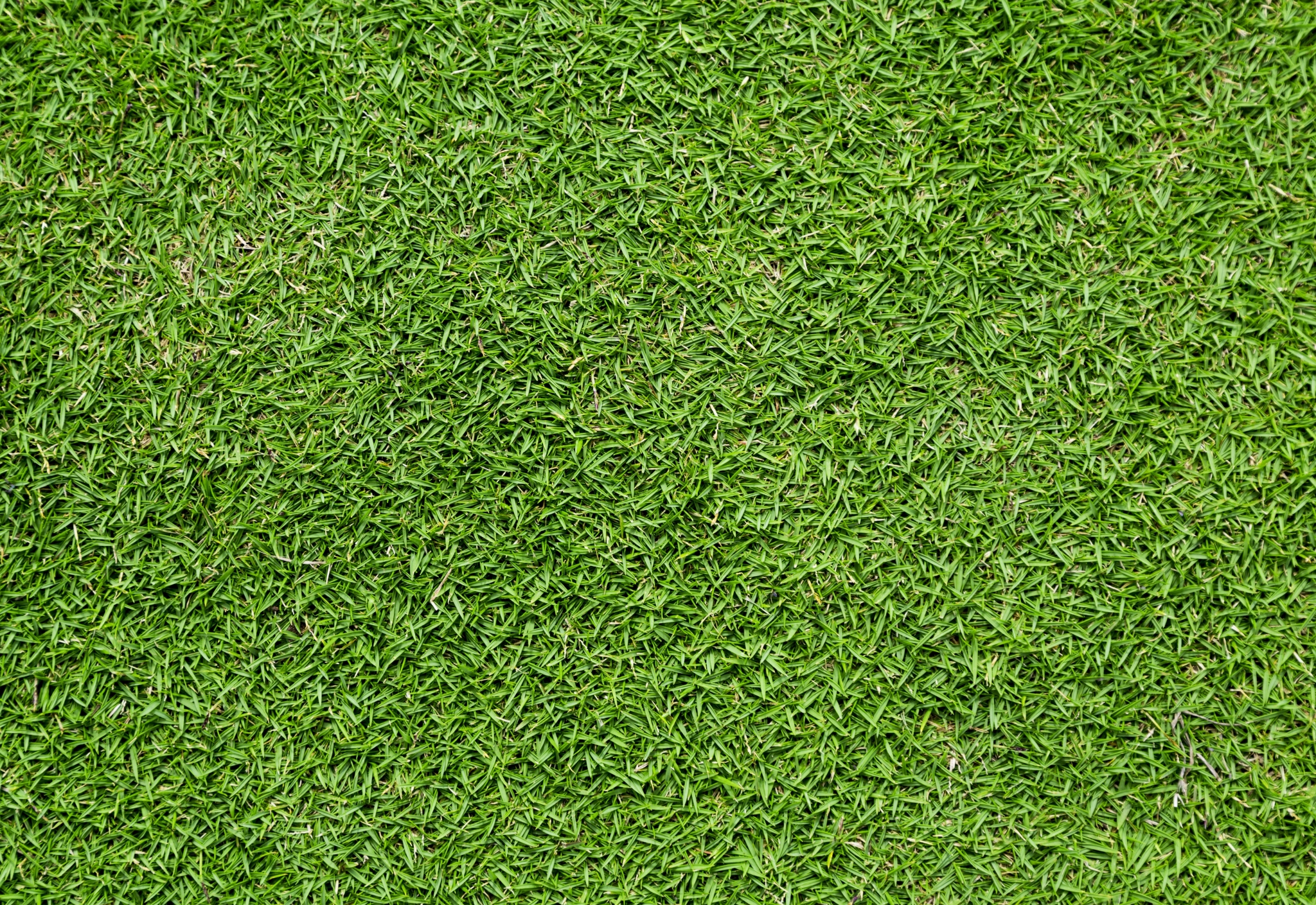 Close-up of green grass texture HD Wallpaper