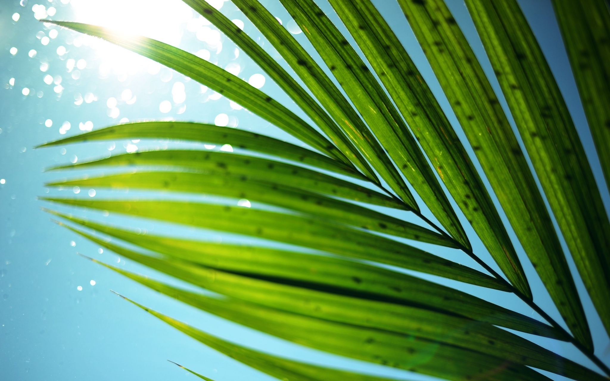 Palm frond against blue sky with sun glare HD Wallpaper
