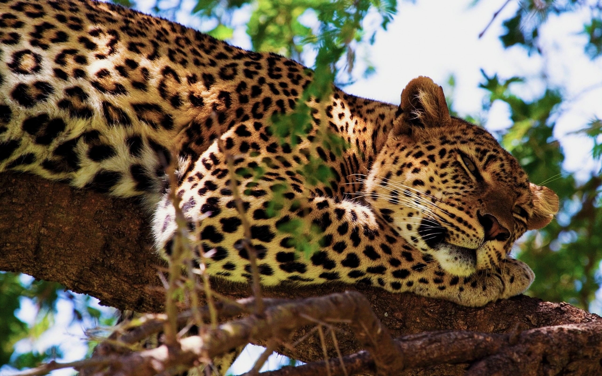 Leopard sleeping on a tree branch HD Wallpaper