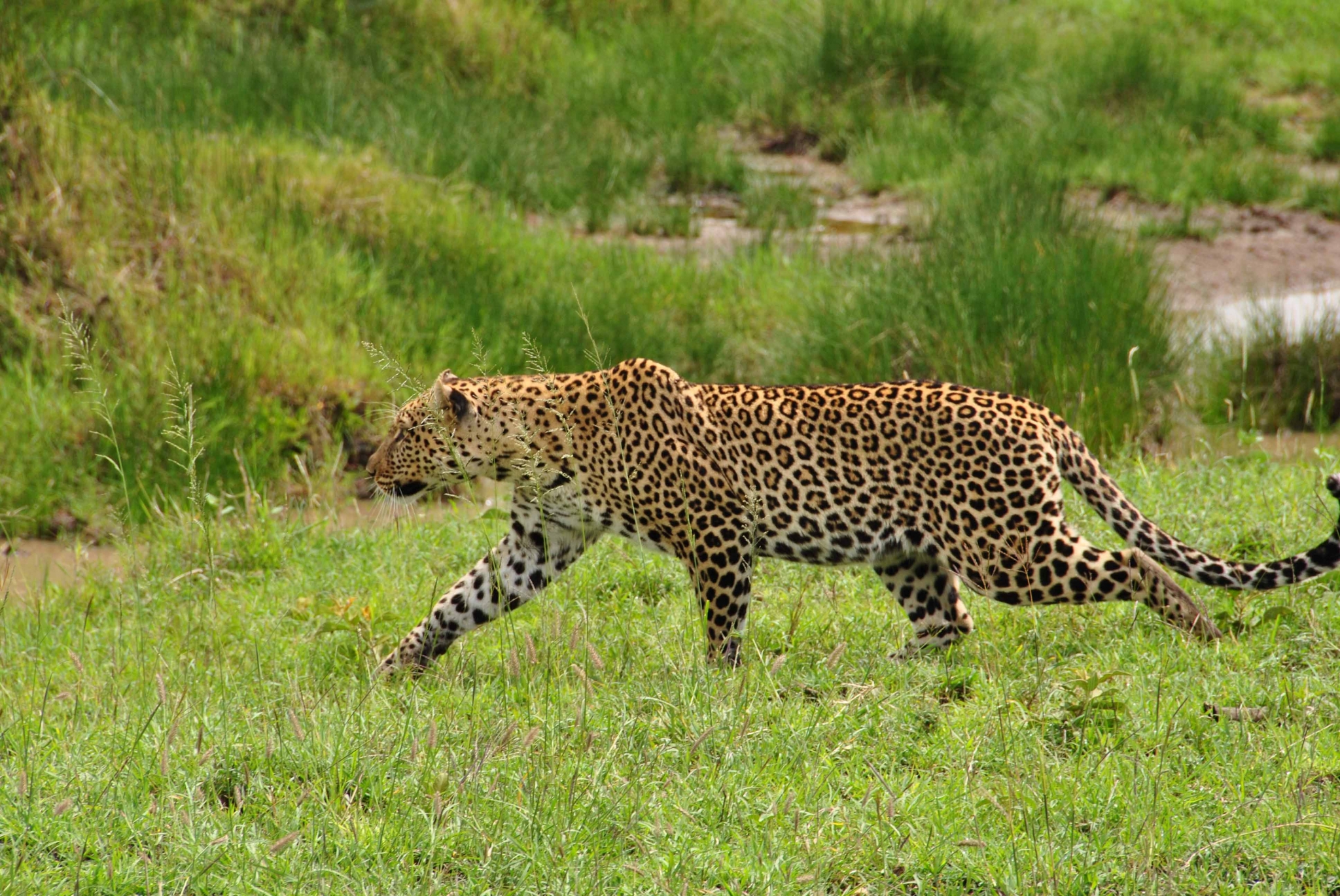 Leopard walking in a grassy field HD Wallpaper