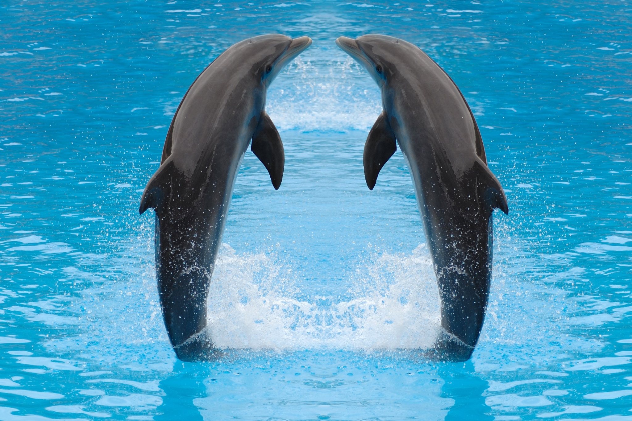 Two dolphins jumping out of blue water HD Wallpaper