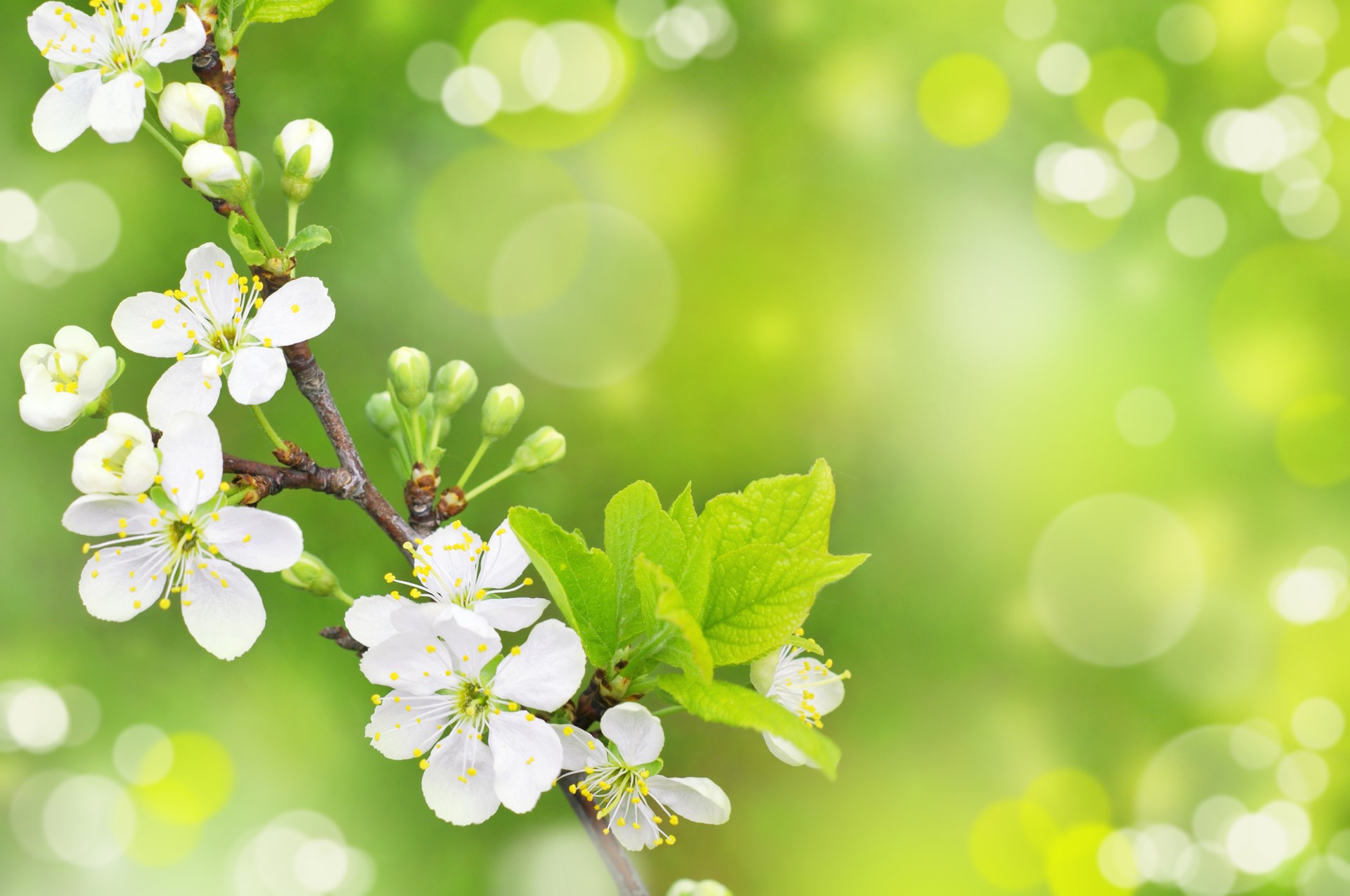 Spring blossoms on a branch with green bokeh background HD Wallpaper
