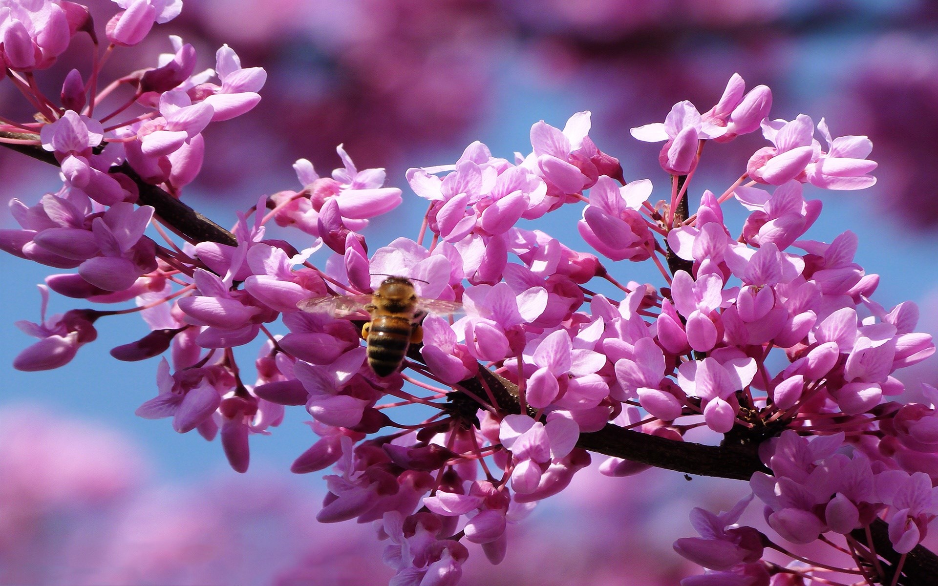 Bee on pink blossoms in spring HD Wallpaper