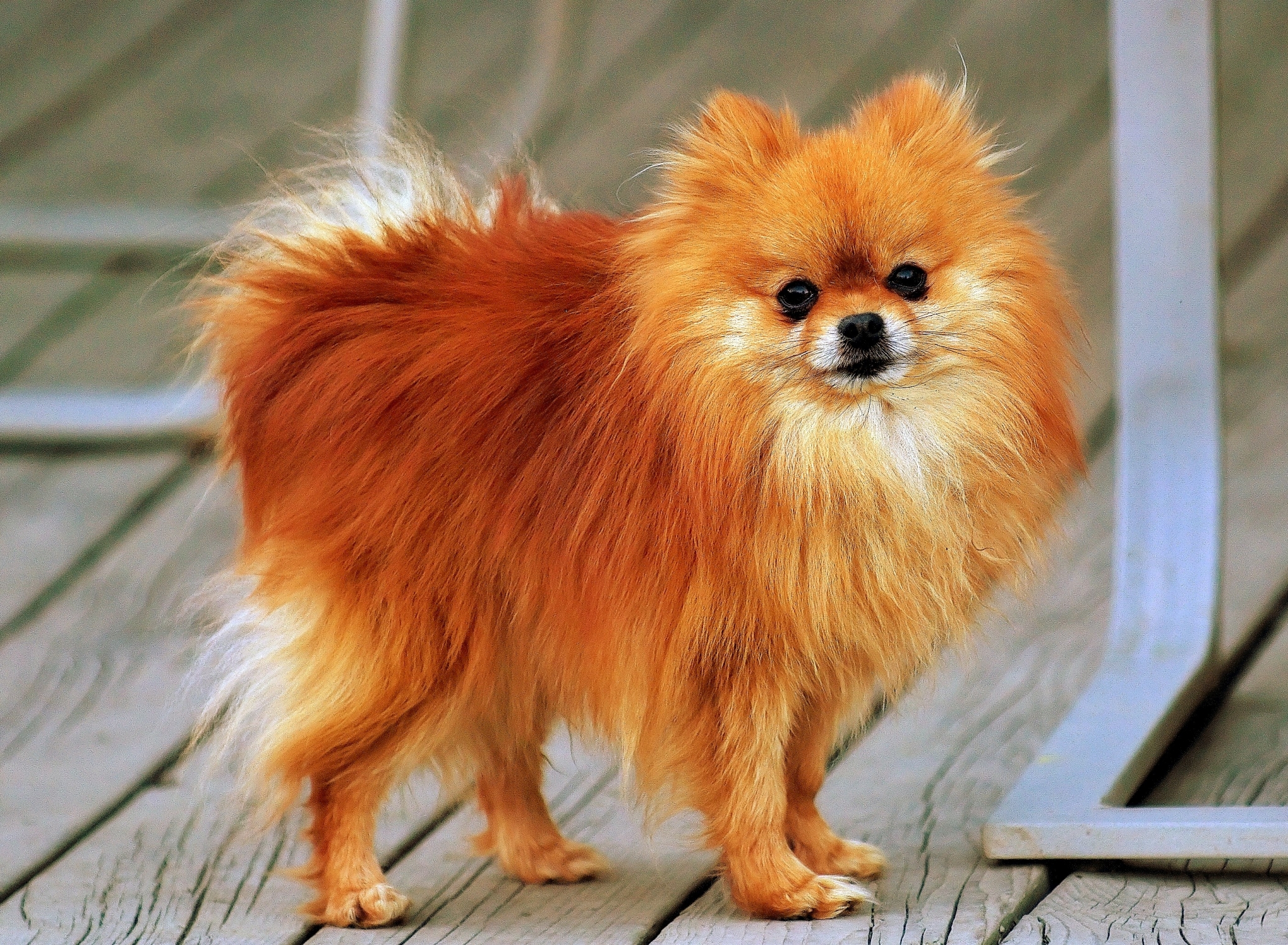 Orange Pomeranian dog standing on wooden planks HD Wallpaper