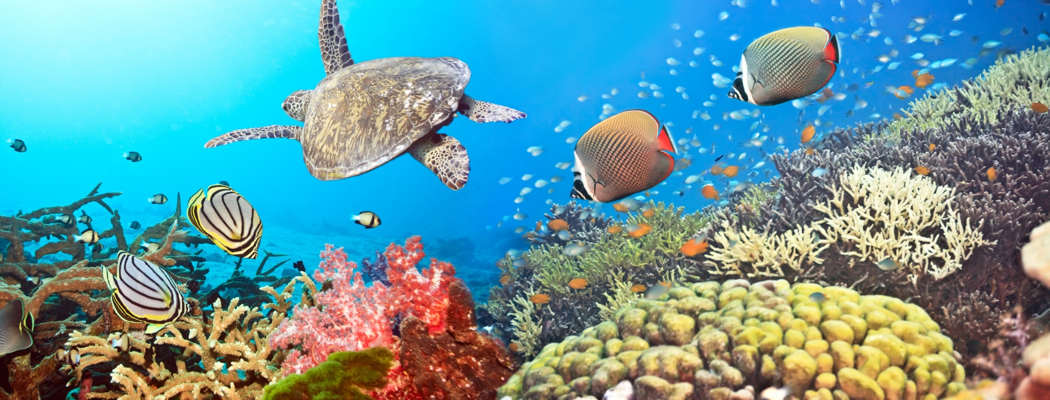 Underwater scene with sea turtle and coral reef HD Wallpaper