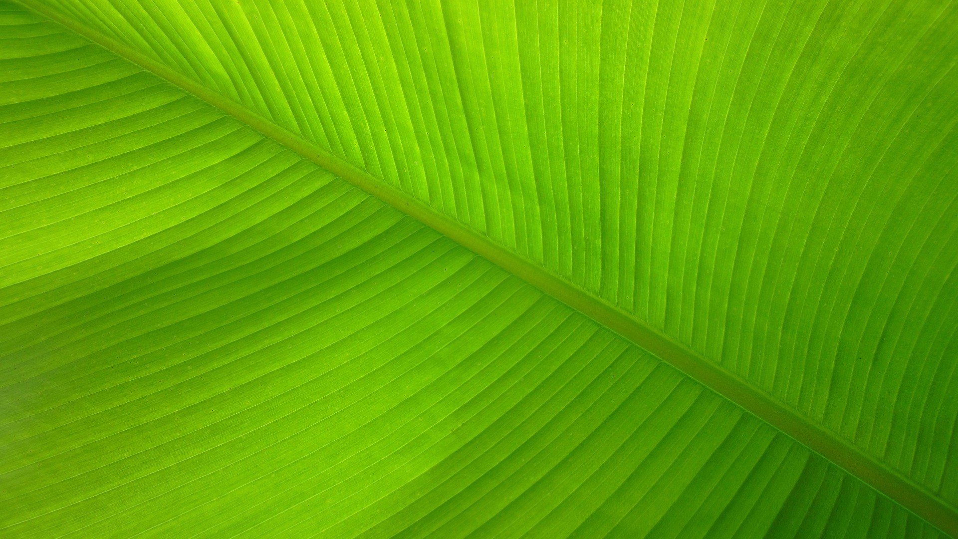 Close-up of a bright green banana leaf HD Wallpaper