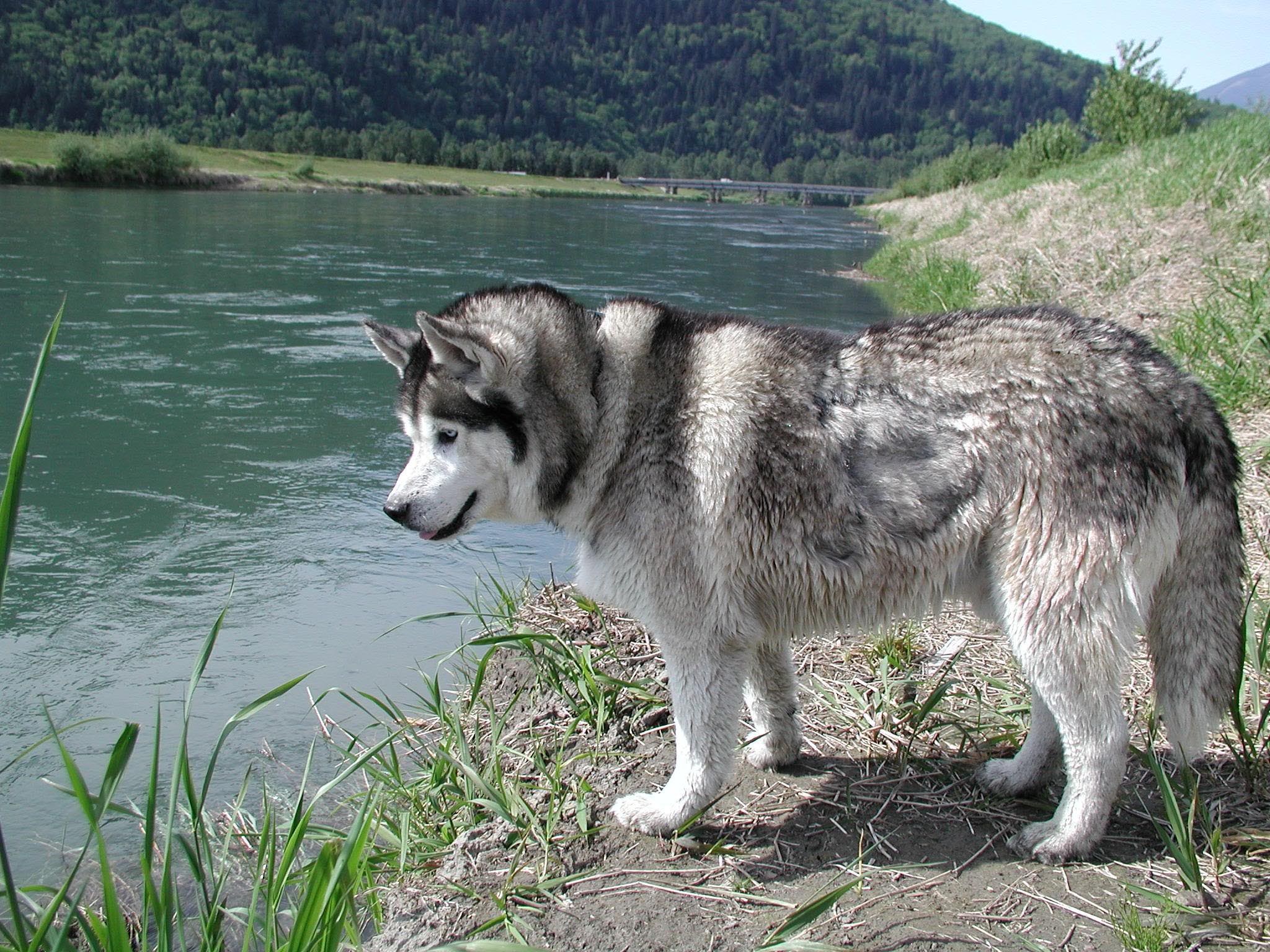 Husky dog by a river HD Wallpaper