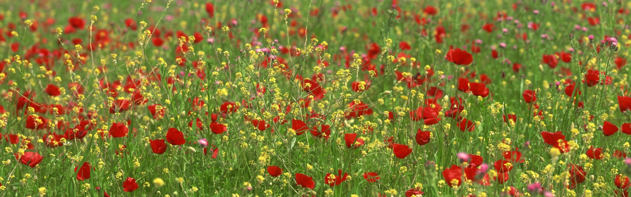 Field of red poppies and yellow flowers HD Wallpaper