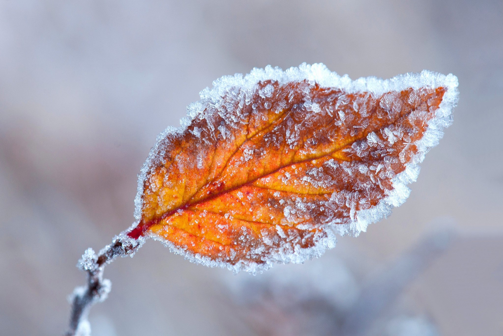 Close-up of a frosted autumn leaf on a branch HD Wallpaper