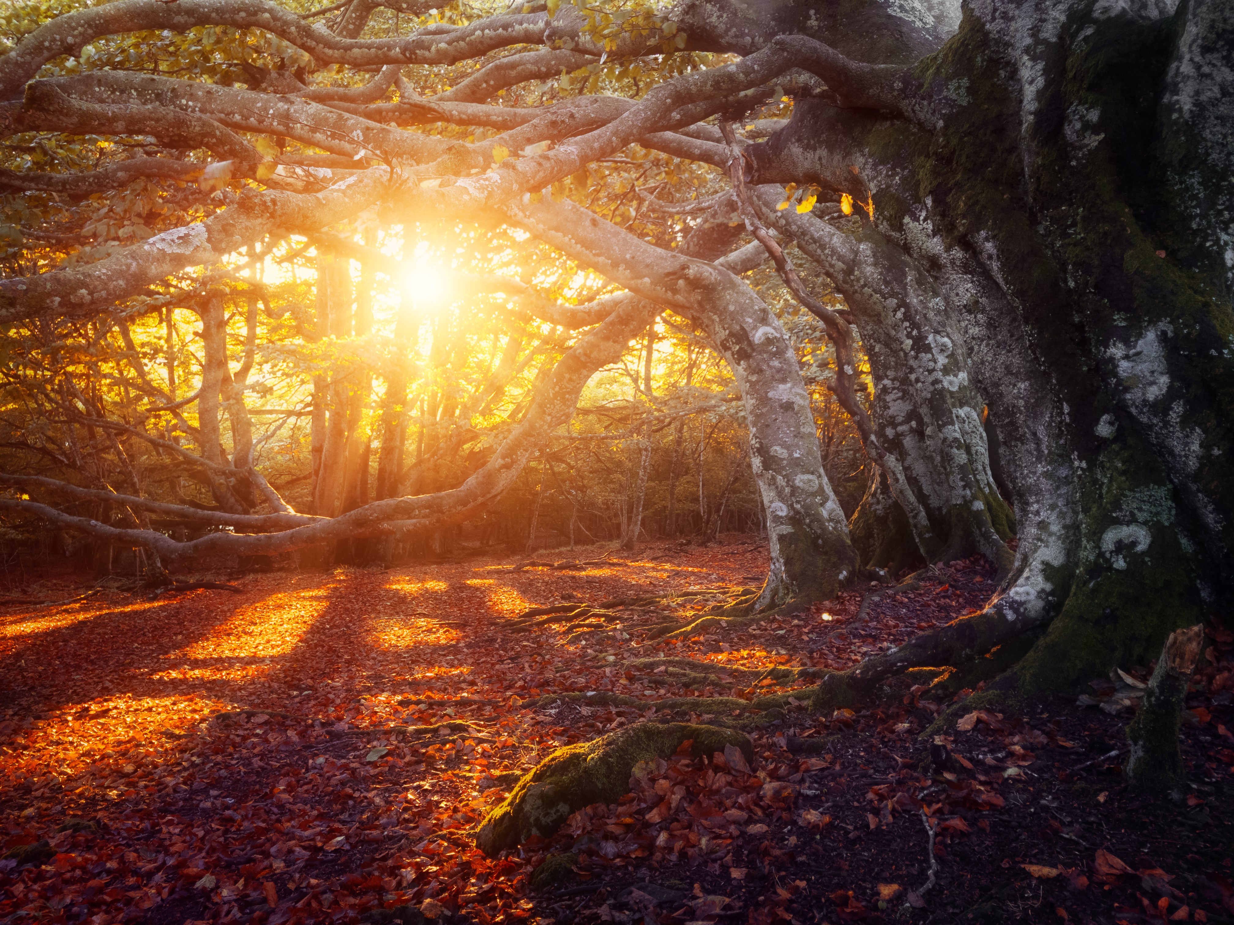 Sunlight filtering through ancient trees in a forest during fall HD Wallpaper