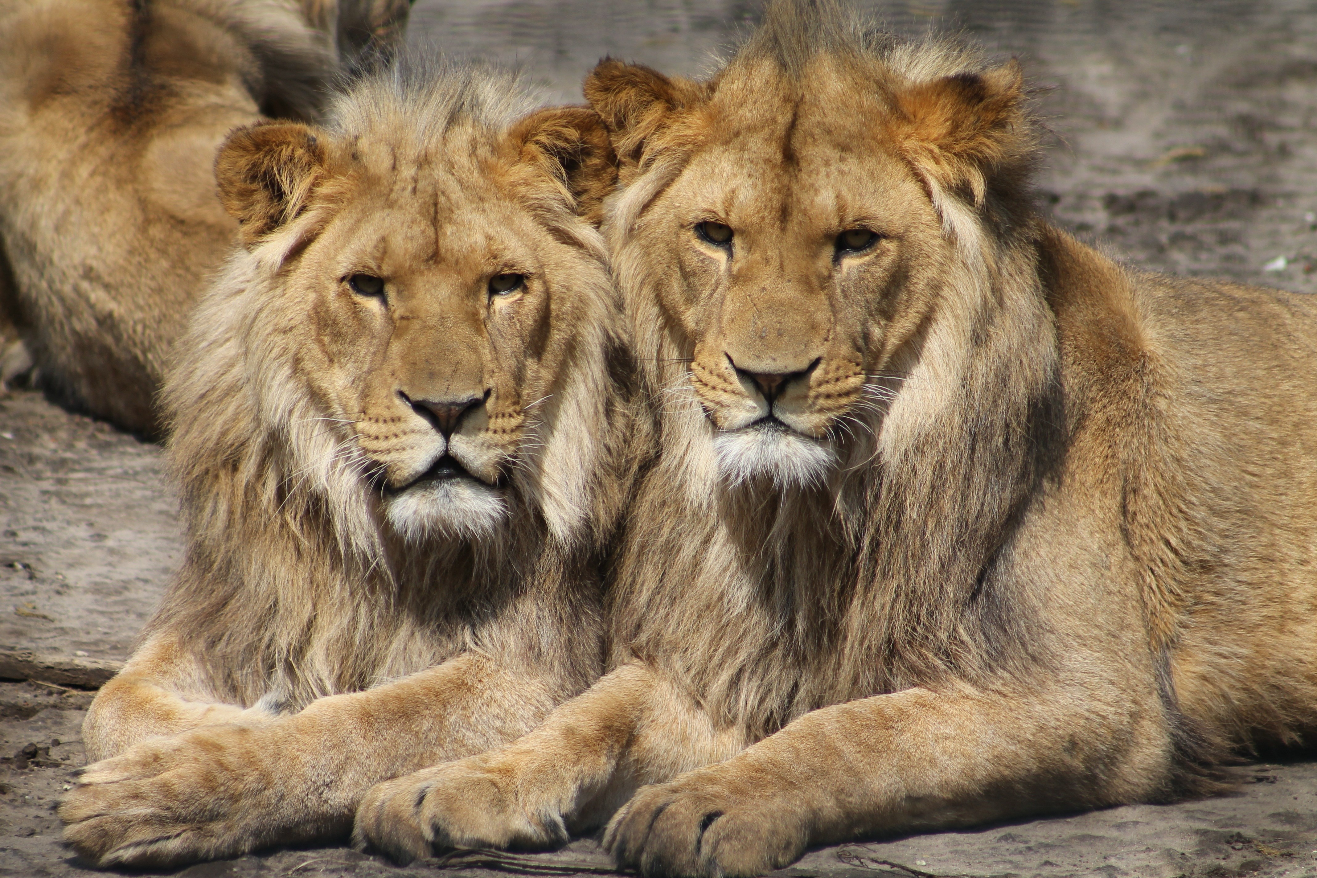 Two young lions lying down on the ground HD Wallpaper