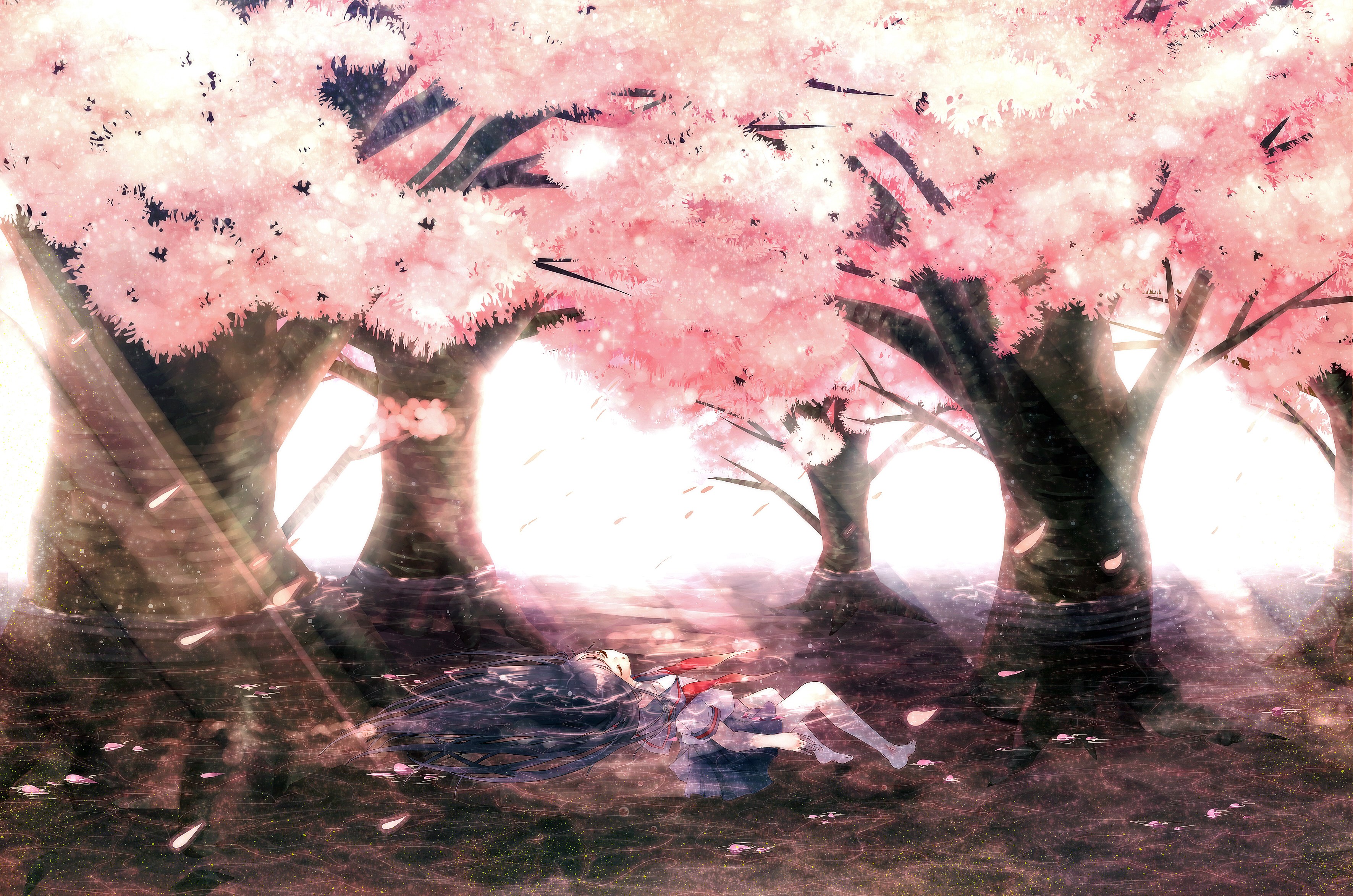 Girl under cherry blossom trees HD Wallpaper