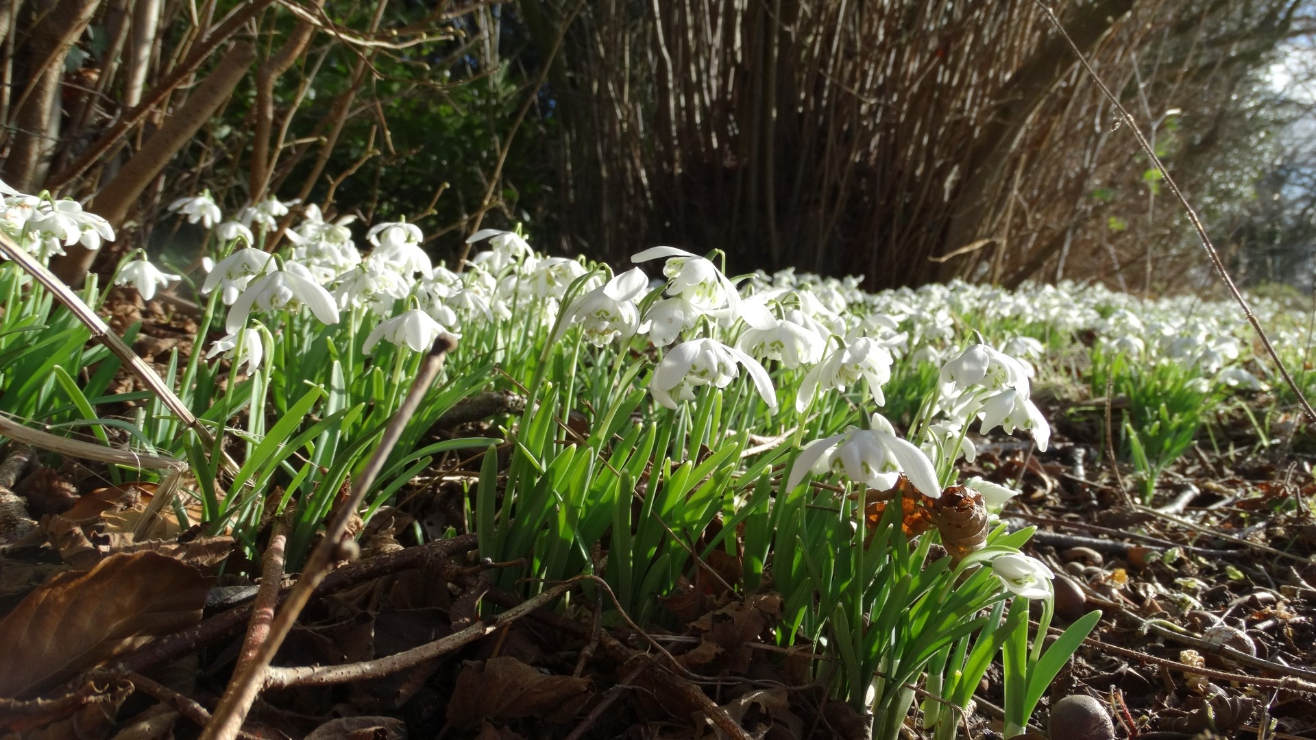 Field of white snowdrop flowers in sunlight HD Wallpaper