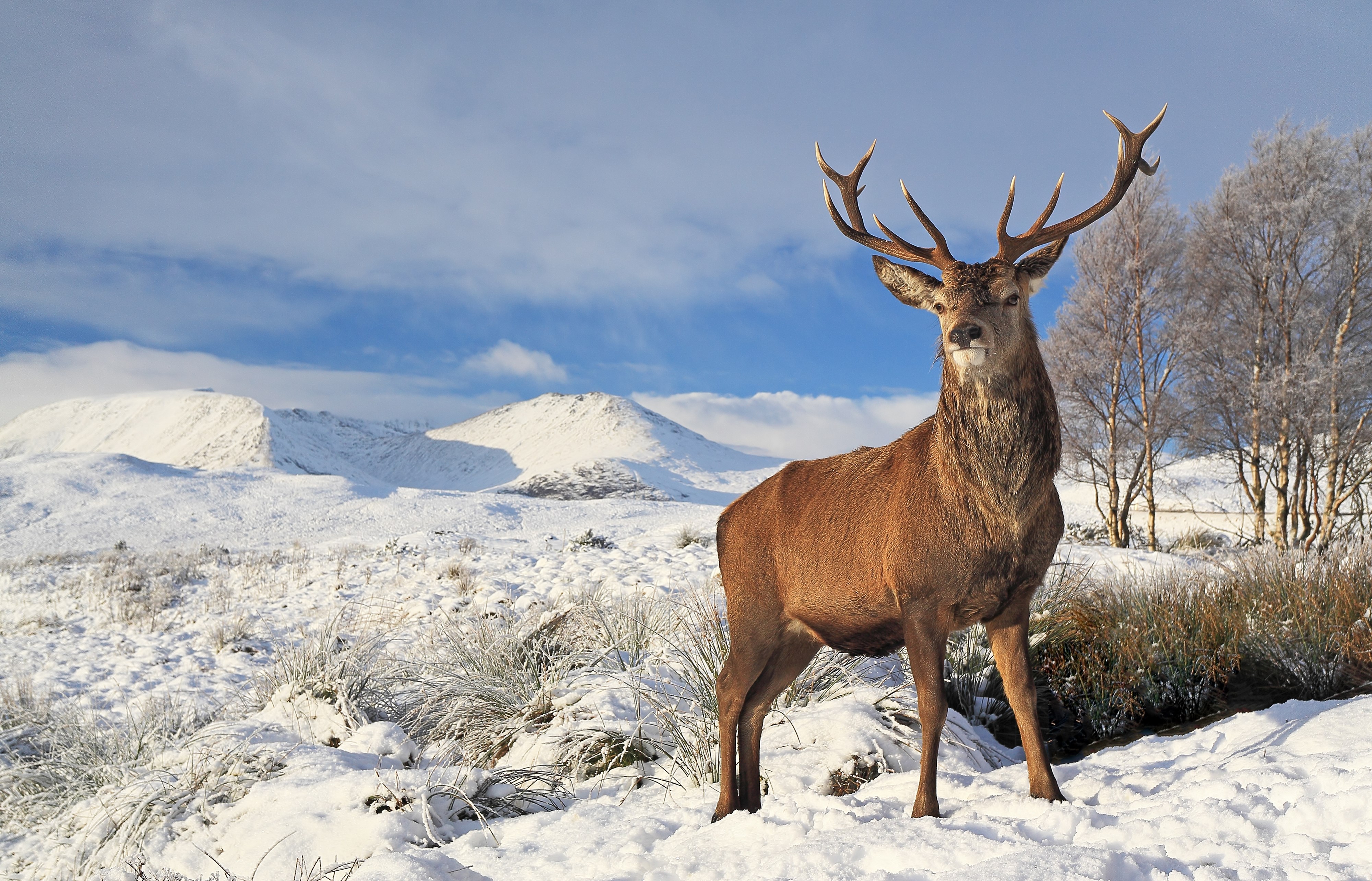 Deer in a snowy landscape HD Wallpaper