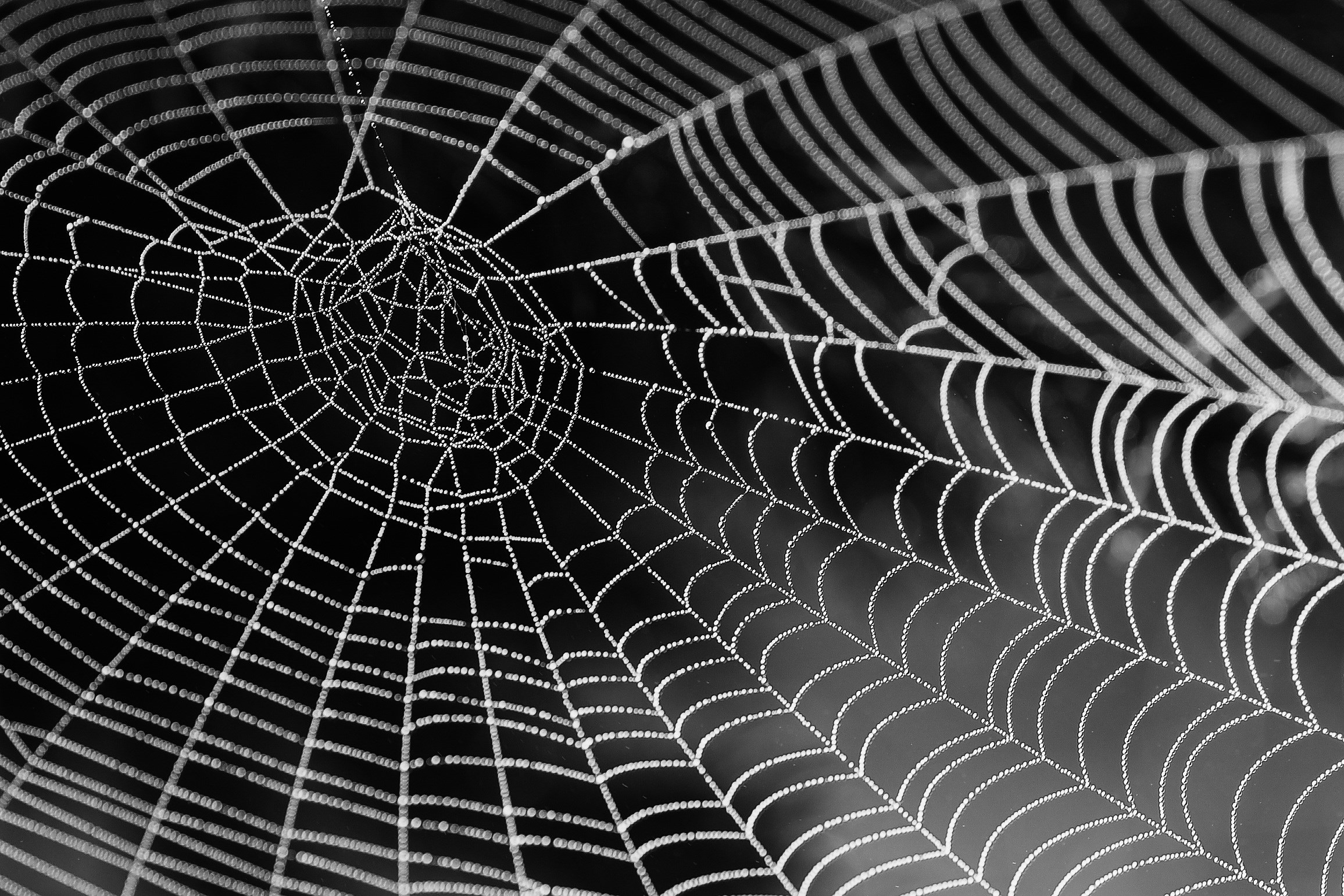 Spider web with dew drops HD Wallpaper