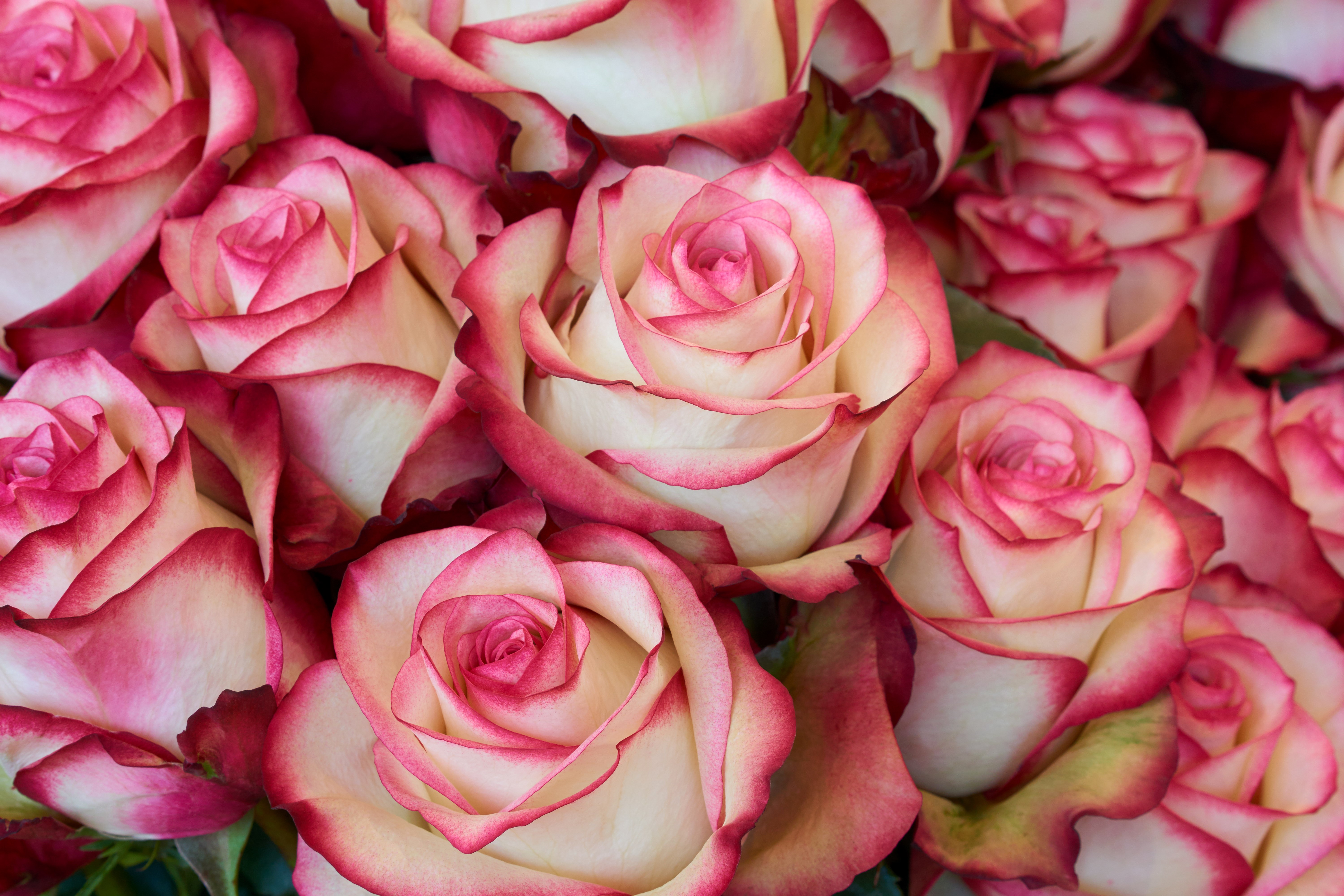 Close-up of bicolor roses with pink edges HD Wallpaper