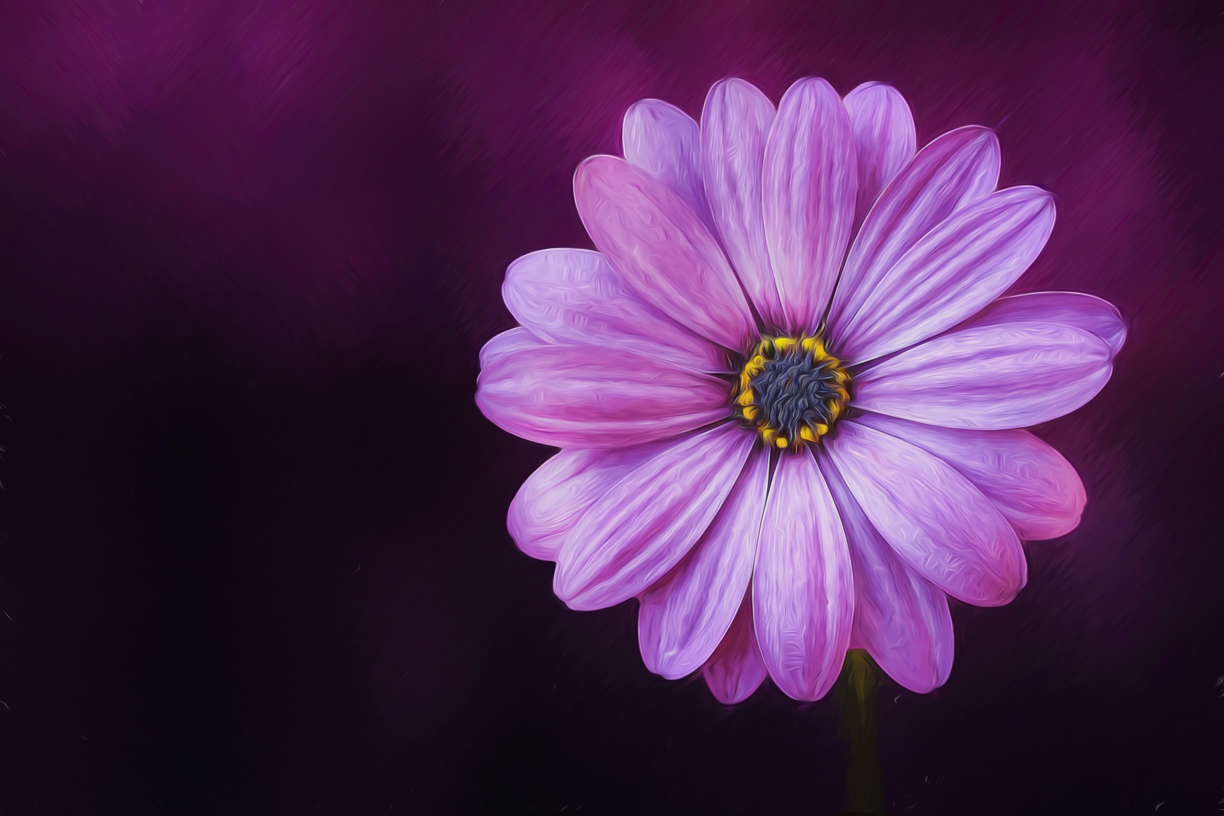 Purple daisy flower with yellow center HD Wallpaper