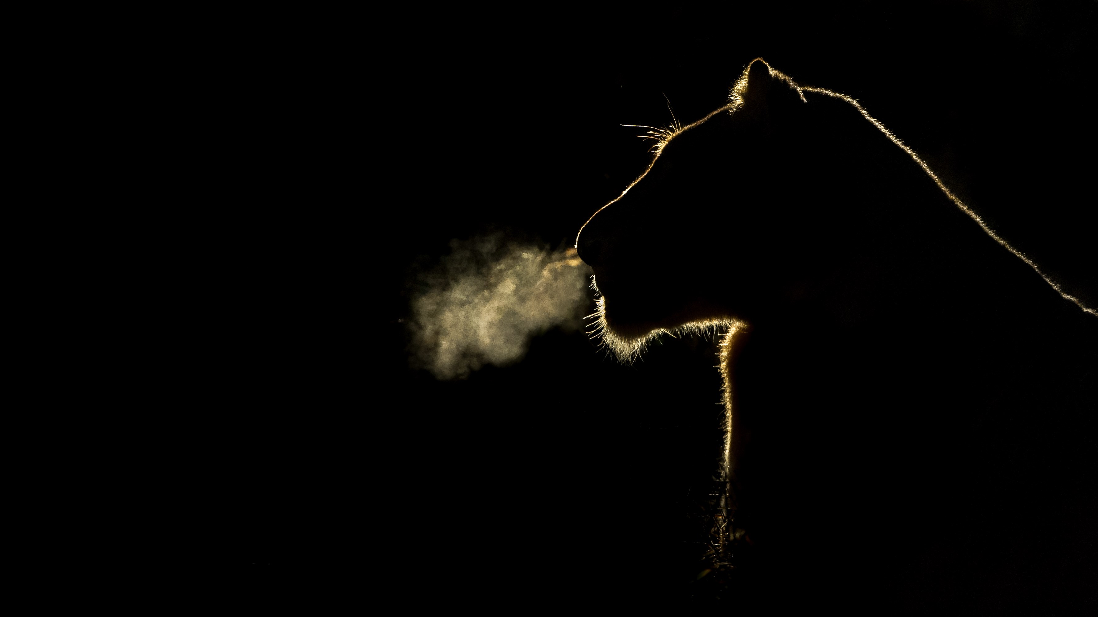Lion exhaling in silhouette HD Wallpaper
