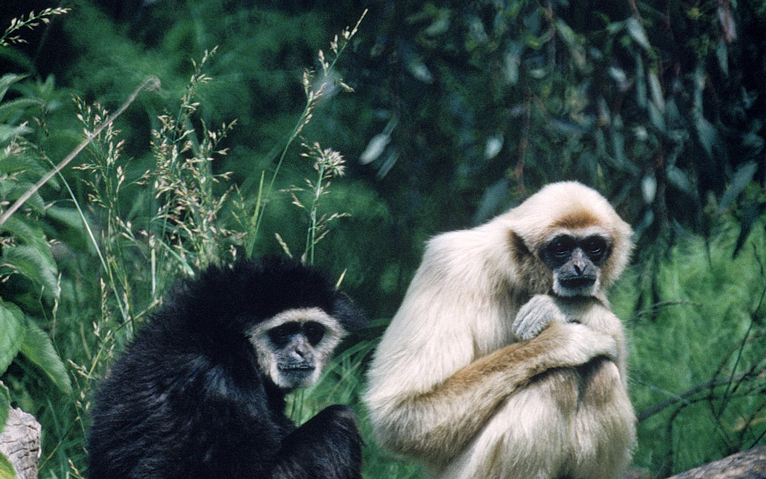 Two gibbons, one black and one white, in a forest HD Wallpaper