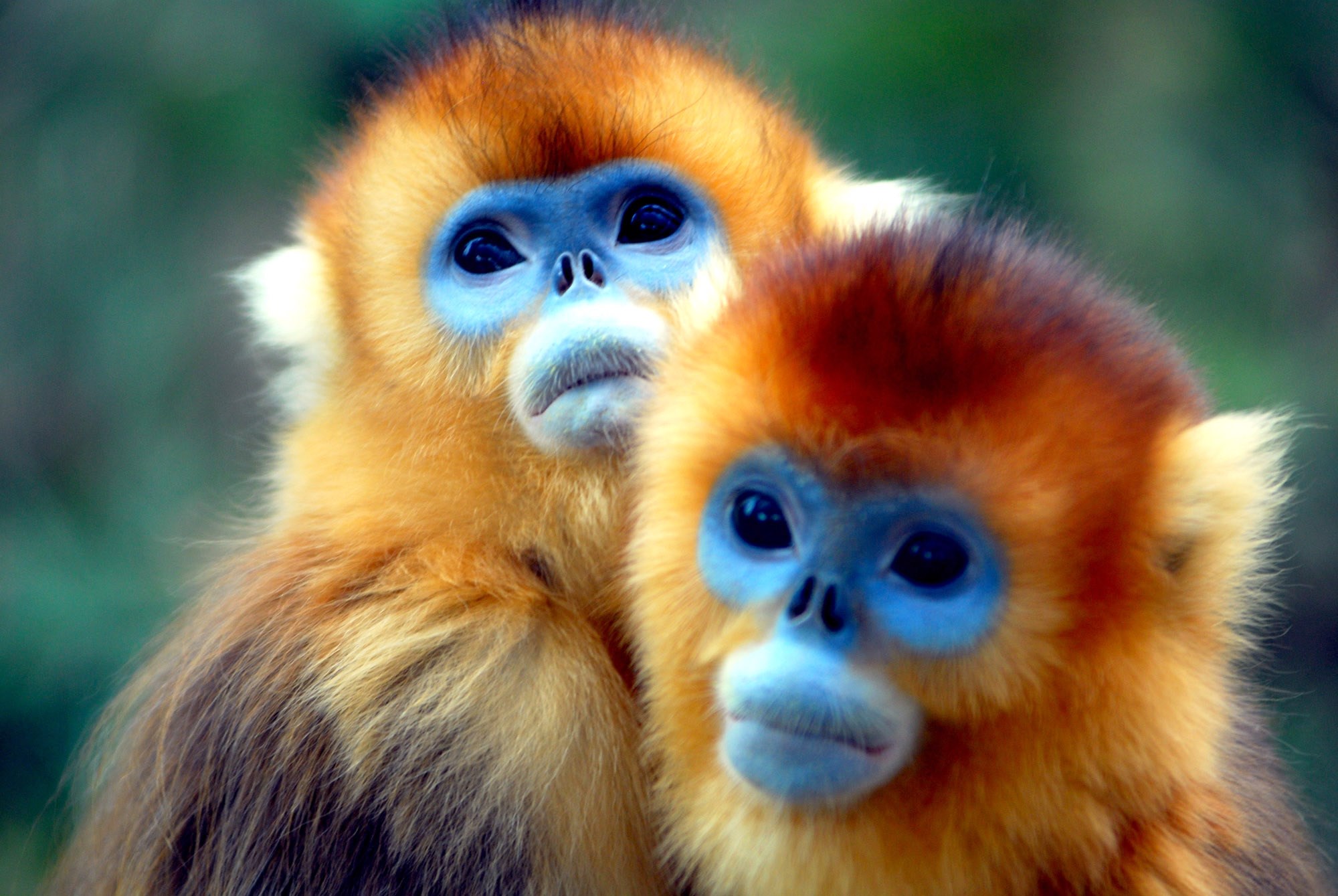 Two golden snub-nosed monkeys with blue faces HD Wallpaper